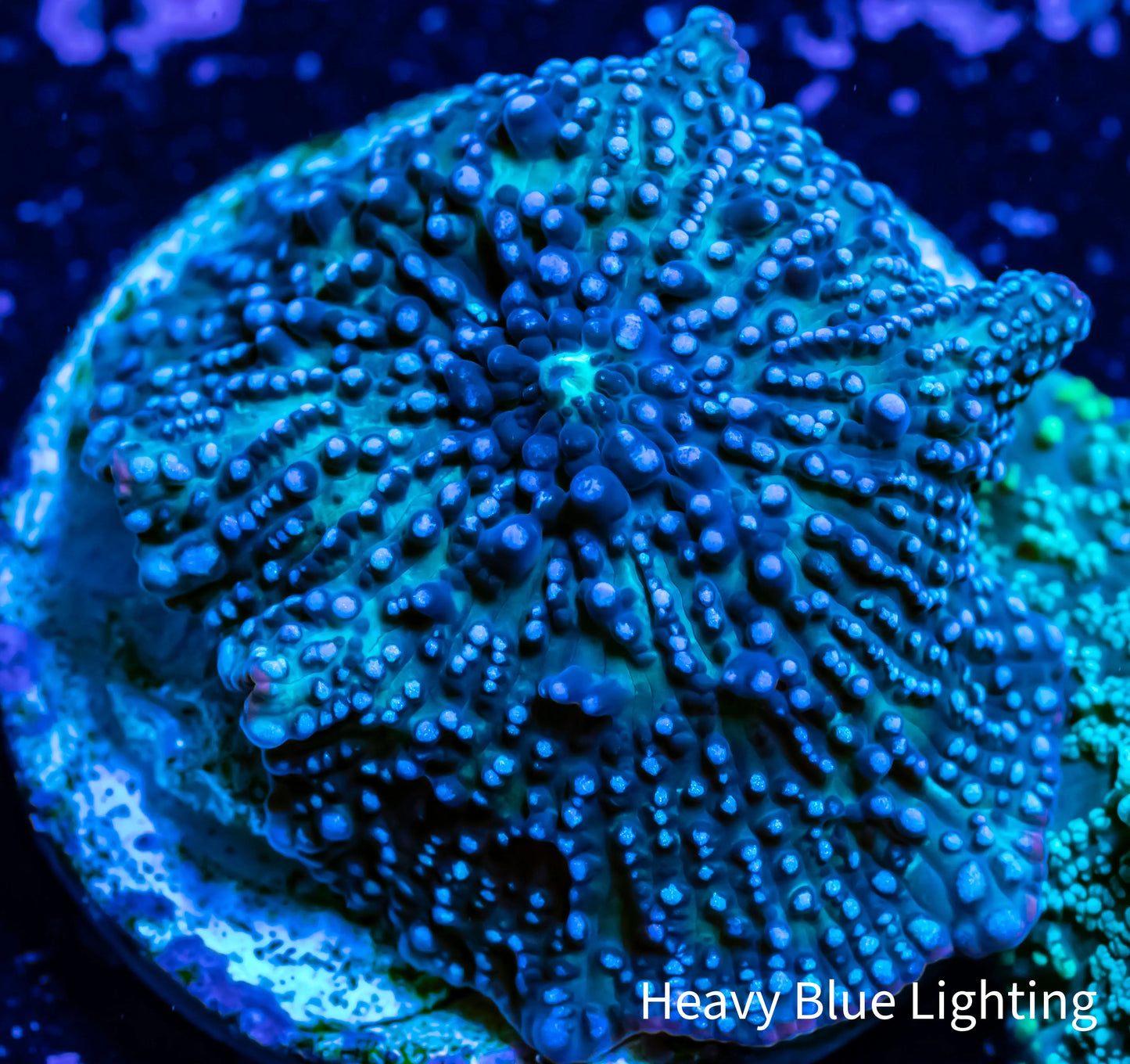 Corellamorph - Morph Coral WYSIWYG 1cm Corellamorph - Morph Coral WYSIWYG 1cm Animals & Pet Supplies Corellamorph - Morph Coral WYSIWYG 1cm Zeo Box Reef