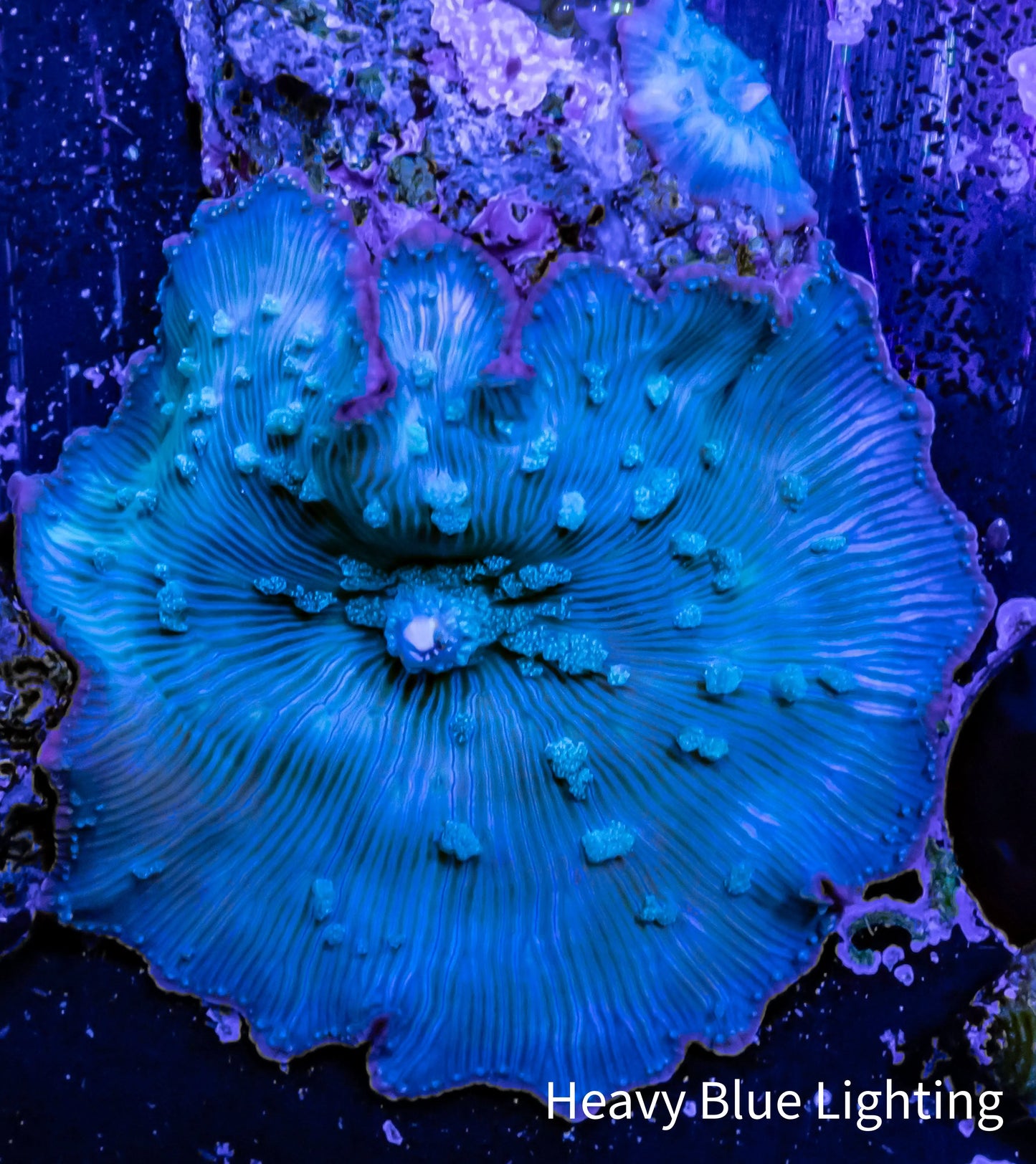 Corellamorph - Blue Morph Coral WYSIWYG Single Polyp Corellamorph - Blue Morph Coral WYSIWYG Single Polyp Animals & Pet Supplies Corellamorph - Blue Morph Coral WYSIWYG Single Polyp Zeo Box Reef