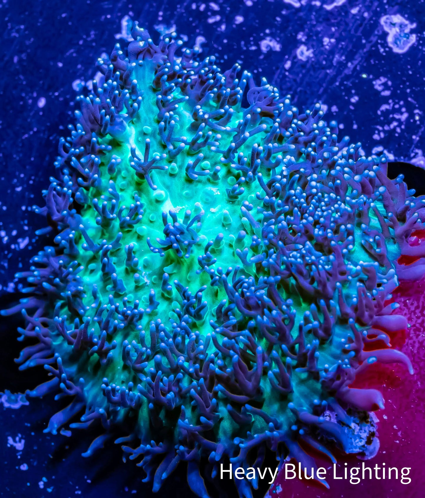 Corellamorph - Fluffy Morph Coral WYSIWYG 4cm Corellamorph - Fluffy Morph Coral WYSIWYG 4cm Animals & Pet Supplies Corellamorph - Fluffy Morph Coral WYSIWYG 4cm Zeo Box Reef