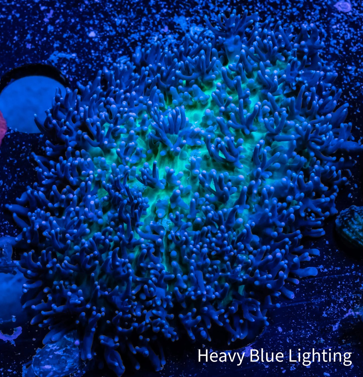 Corellamorph - Fluffy Morph Coral WYSIWYG 5cm Corellamorph - Fluffy Morph Coral WYSIWYG 5cm Animals & Pet Supplies Corellamorph - Fluffy Morph Coral WYSIWYG 5cm Zeo Box Reef