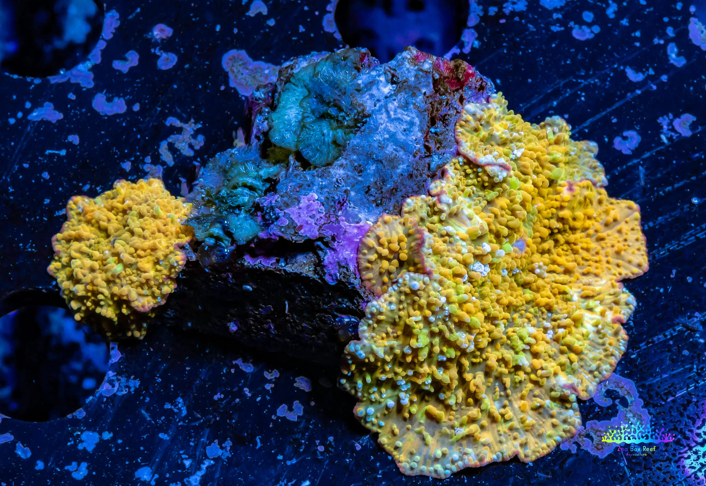Corellamorph - Gold Rush Morph Coral WYSIWYG 4cm Corellamorph - Gold Rush Morph Coral WYSIWYG 4cm Animals & Pet Supplies Corellamorph - Gold Rush Morph Coral WYSIWYG 4cm Zeo Box Reef
