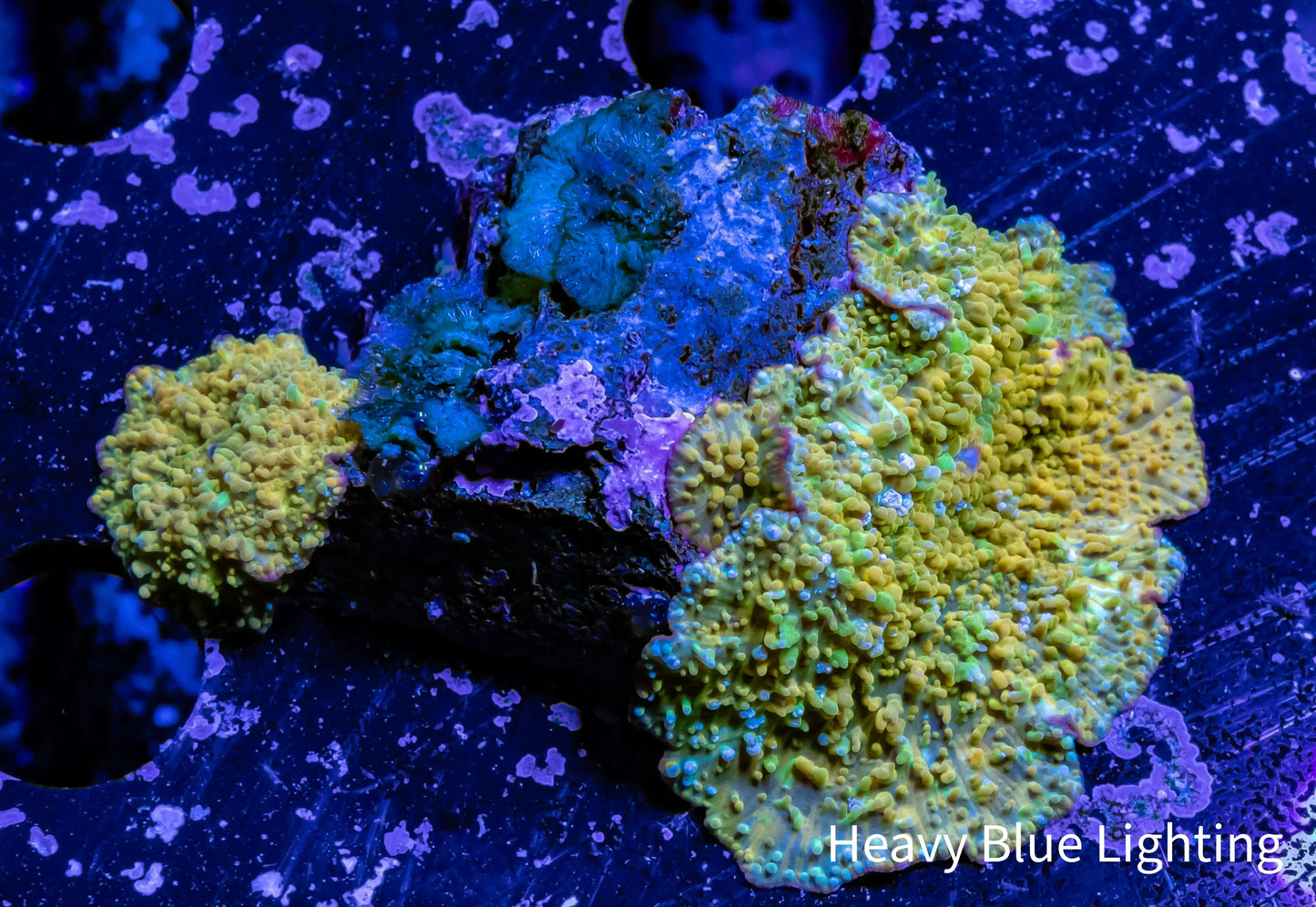 Corellamorph - Gold Rush Morph Coral WYSIWYG 4cm Corellamorph - Gold Rush Morph Coral WYSIWYG 4cm Animals & Pet Supplies Corellamorph - Gold Rush Morph Coral WYSIWYG 4cm Zeo Box Reef
