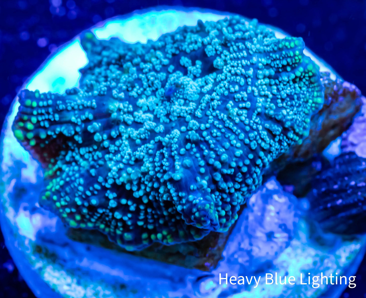 Corellamorph - Green Spot Morph Coral WYSIWYG 1cm Corellamorph - Green Spot Morph Coral WYSIWYG 1cm Animals & Pet Supplies Corellamorph - Green Spot Morph Coral WYSIWYG 1cm Zeo Box Reef