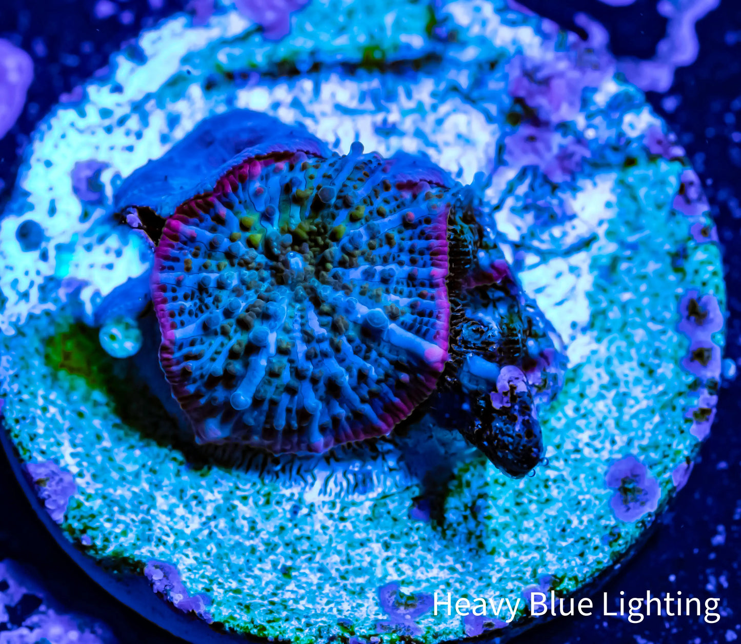 Corellamorph - Night Lord Morph Pup WYSIWYG 0.5cm Corellamorph - Night Lord Morph Pup WYSIWYG 0.5cm Animals & Pet Supplies Corellamorph - Night Lord Morph Pup WYSIWYG 0.5cm Zeo Box Reef