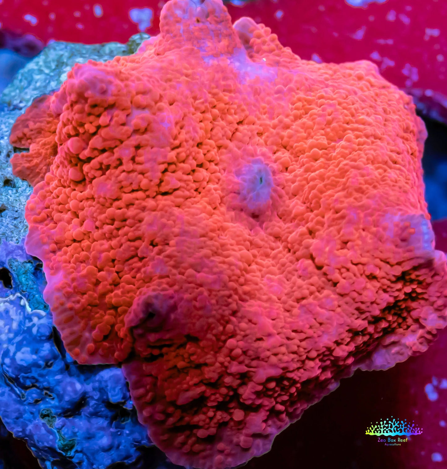 Corellamorph - Red Morph Coral WYSIWYG 4cm Corellamorph - Red Morph Coral WYSIWYG 4cm Animals & Pet Supplies Corellamorph - Red Morph Coral WYSIWYG 4cm Zeo Box Reef