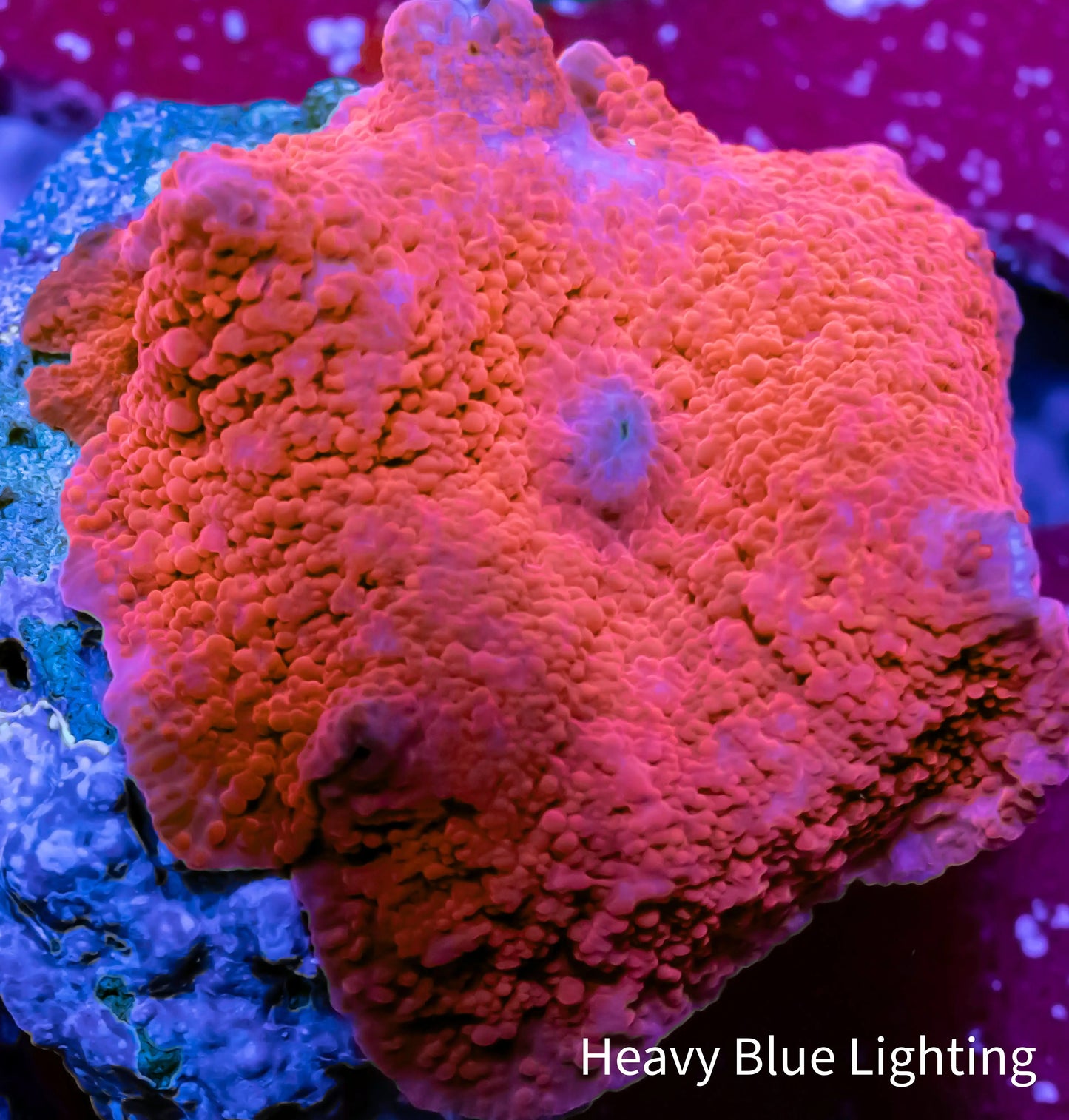 Corellamorph - Red Morph Coral WYSIWYG 4cm Corellamorph - Red Morph Coral WYSIWYG 4cm Animals & Pet Supplies Corellamorph - Red Morph Coral WYSIWYG 4cm Zeo Box Reef