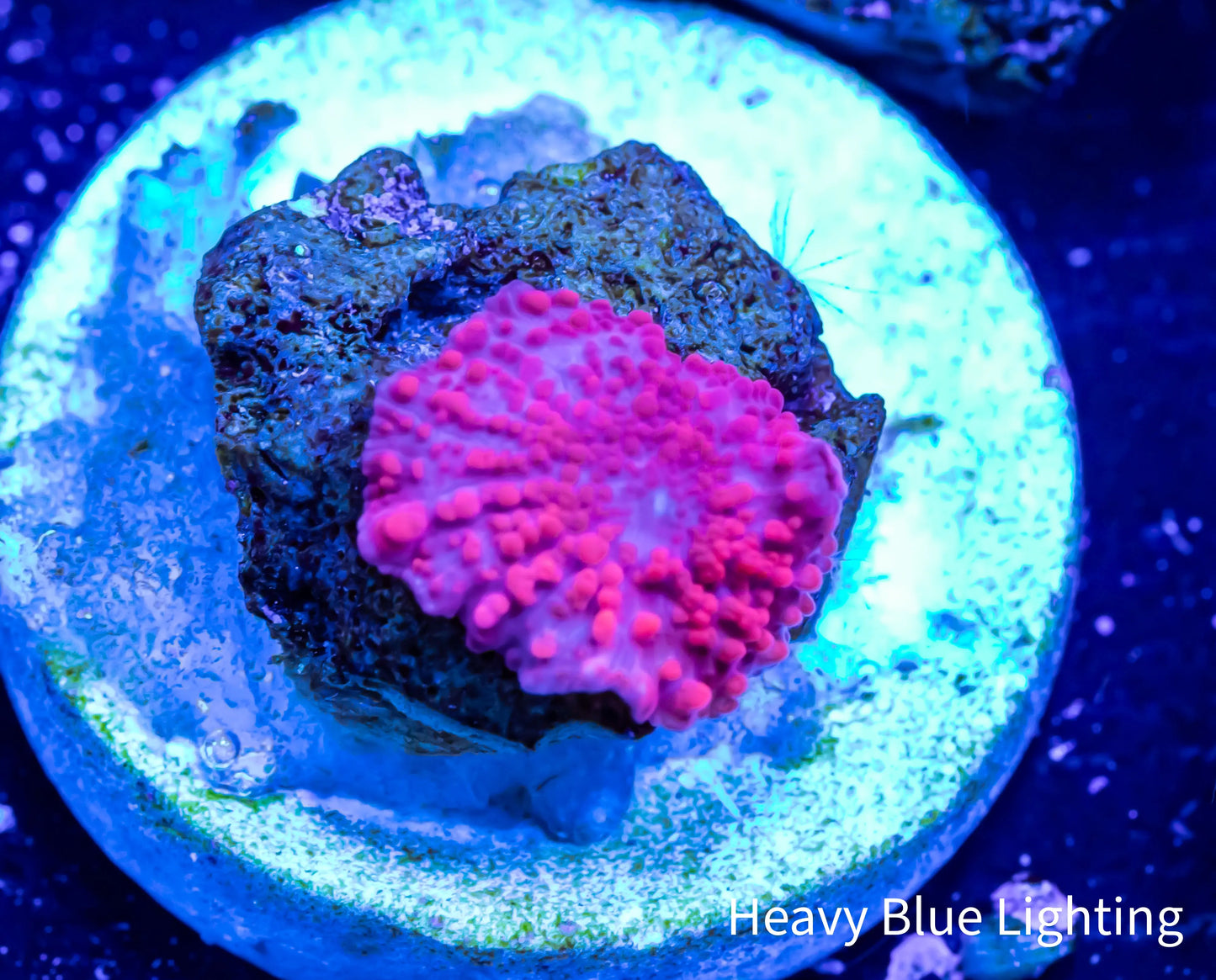 Corellamorph - Red Morph Pup WYSIWYG 0.5cm Corellamorph - Red Morph Pup WYSIWYG 0.5cm Animals & Pet Supplies Corellamorph - Red Morph Pup WYSIWYG 0.5cm Zeo Box Reef