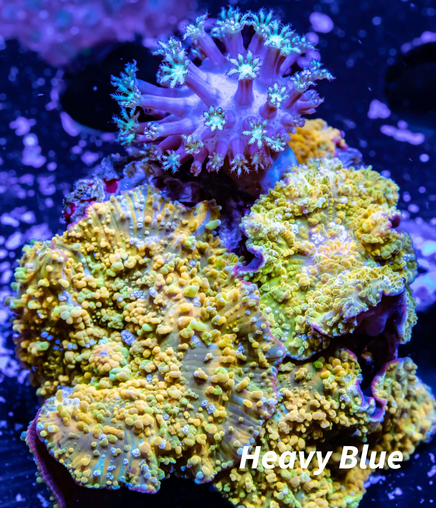 Corellamorph - Wild Rock Gold Rush Morph Coral WYSIWYG 6cm Corellamorph - Wild Rock Gold Rush Morph Coral WYSIWYG 6cm Animals & Pet Supplies Corellamorph - Wild Rock Gold Rush Morph Coral WYSIWYG 6cm Zeo Box Reef