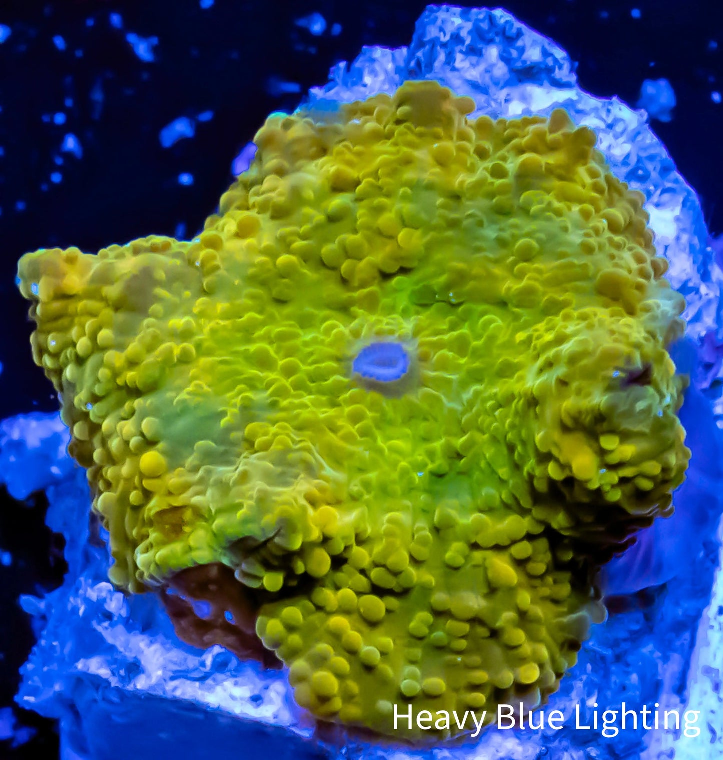 Corellamorph - Gold Morph Coral WYSIWYG 2cm Corellamorph - Gold Morph Coral WYSIWYG 2cm Animals & Pet Supplies Corellamorph - Gold Morph Coral WYSIWYG 2cm Zeo Box Reef