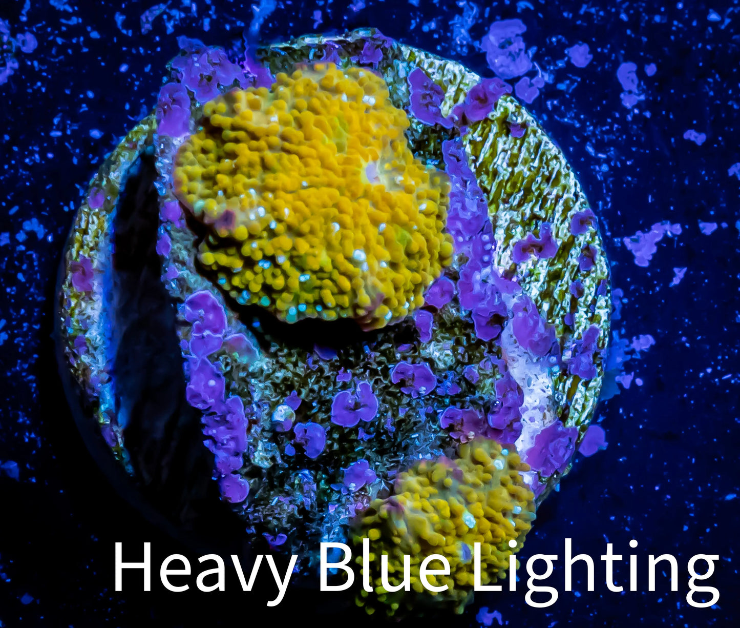 Corellamorph - Gold Morph Coral WYSIWYG F1R1B2 Frag Plug size 1.7cm Corellamorph - Gold Morph Coral WYSIWYG F1R1B2 Frag Plug size 1.7cm Animals & Pet Supplies Corellamorph - Gold Morph Coral WYSIWYG F1R1B2 Frag Plug size 1.7cm Zeo Box Reef