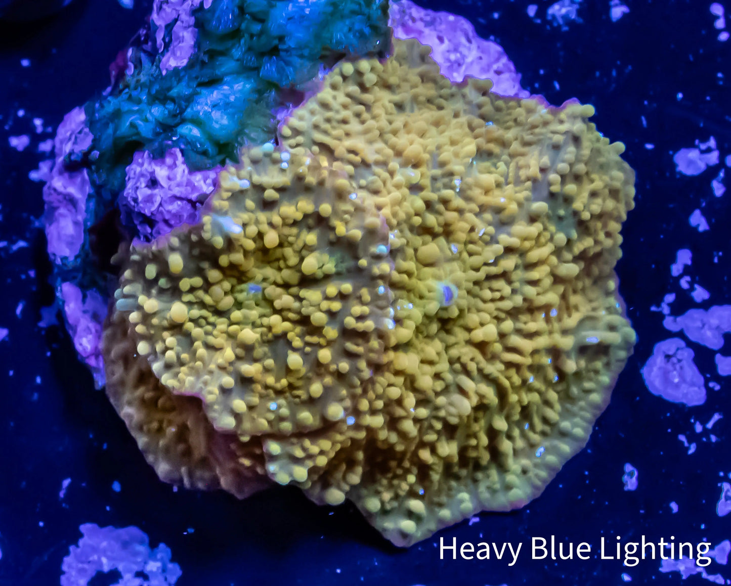 Corellamorph - Gold Morph Coral WYSIWYG Corellamorph - Gold Morph Coral WYSIWYG Animals & Pet Supplies Corellamorph - Gold Morph Coral WYSIWYG Zeo Box Reef