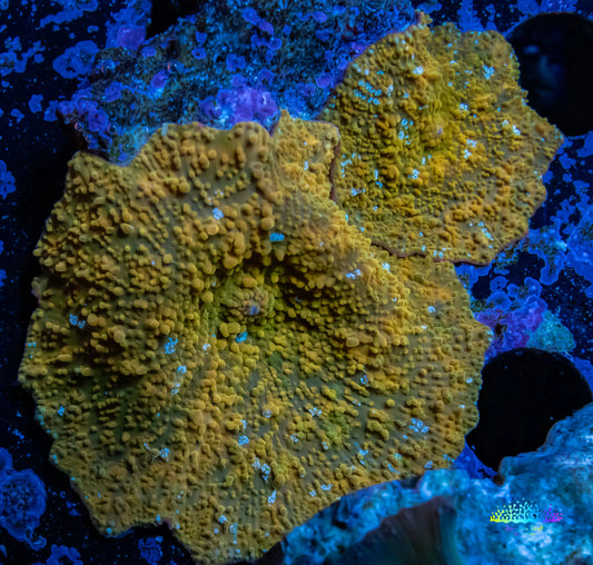 Corellamorph - Gold Morph Coral WYSIWYG Corellamorph - Gold Morph Coral WYSIWYG Animals & Pet Supplies Corellamorph - Gold Morph Coral WYSIWYG Zeo Box Reef