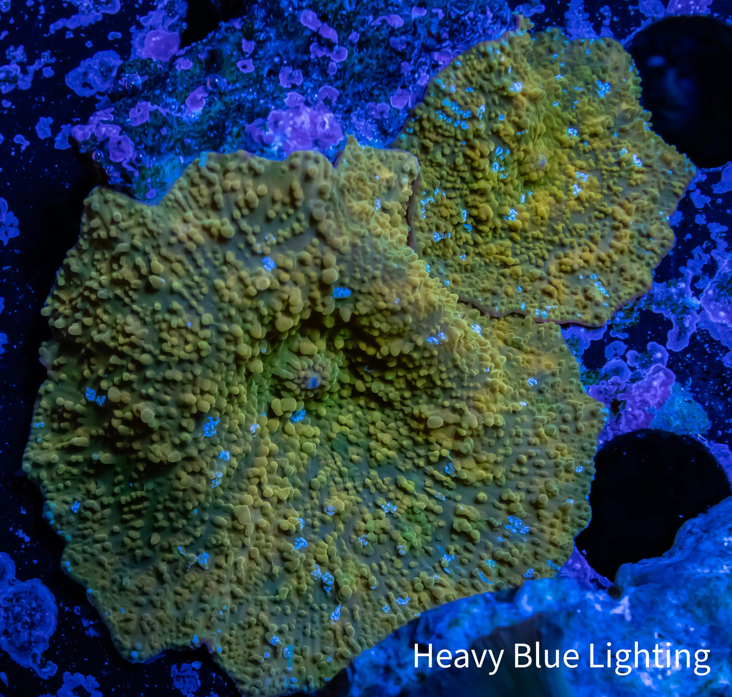 Corellamorph - Gold Morph Coral WYSIWYG Corellamorph - Gold Morph Coral WYSIWYG Animals & Pet Supplies Corellamorph - Gold Morph Coral WYSIWYG Zeo Box Reef