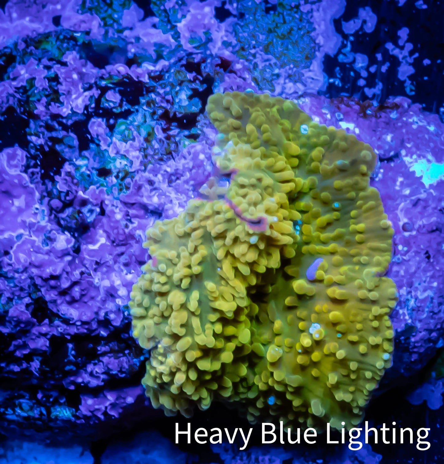 Corellamorph - Gold Rush Morph Coral WYSIWYG 0.75cm Corellamorph - Gold Rush Morph Coral WYSIWYG 0.75cm Animals & Pet Supplies Corellamorph - Gold Rush Morph Coral WYSIWYG 0.75cm Zeo Box Reef