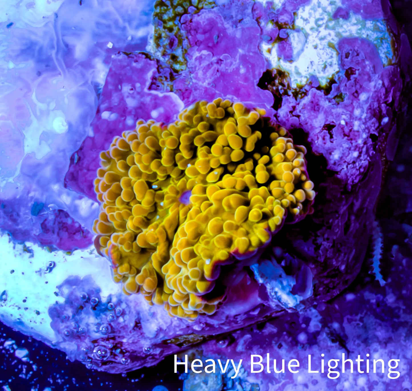 Corellamorph - Golden Nebula 🌟 Morph Coral 0.5cm WYSUWYG Corellamorph - Golden Nebula 🌟 Morph Coral 0.5cm WYSUWYG Animals & Pet Supplies Corellamorph - Golden Nebula 🌟 Morph Coral 0.5cm WYSUWYG Zeo Box Reef