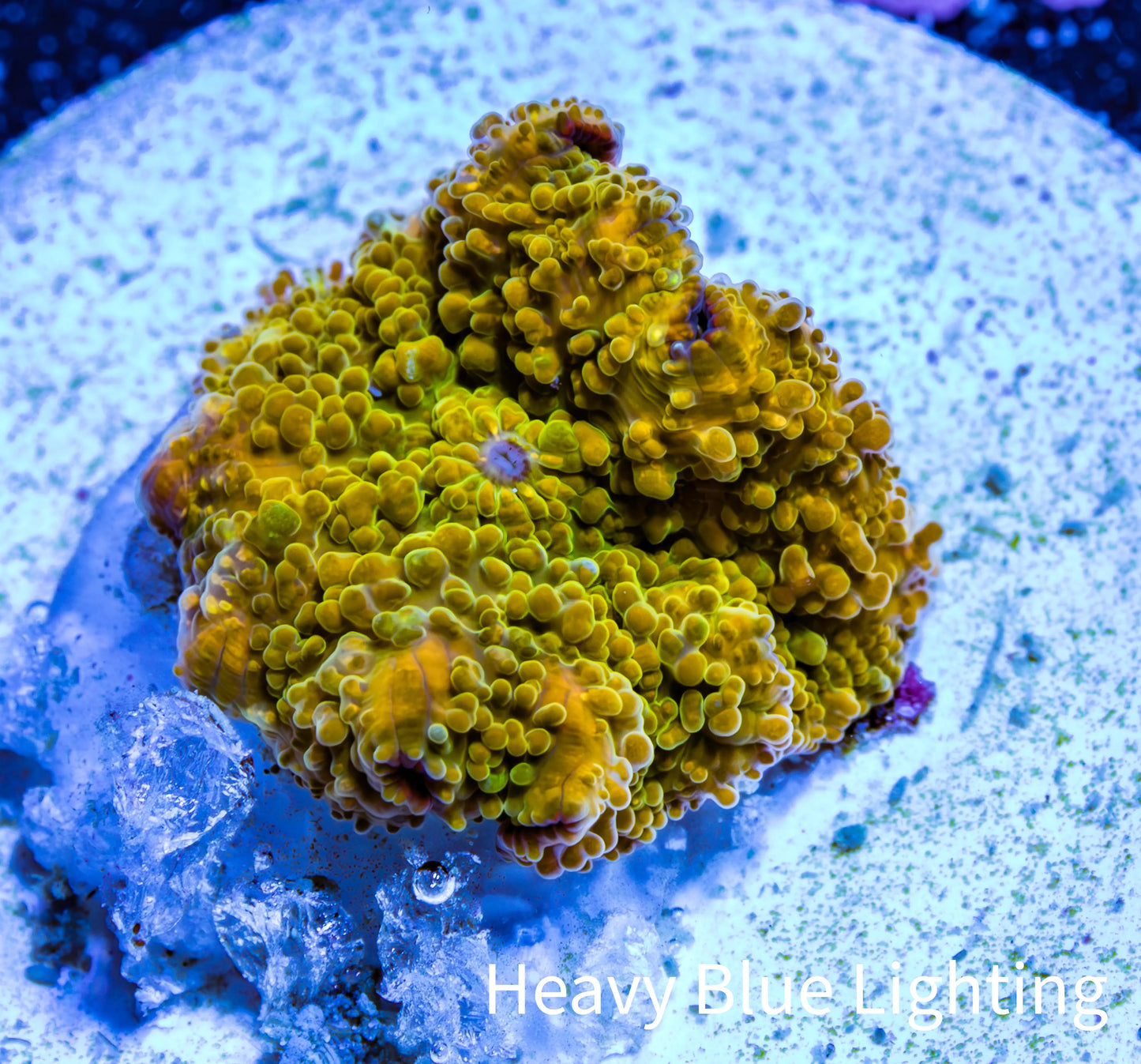 Corellamorph - Golden Nebula 🌟 Morph Coral 1.5cm WYSIWYG A1R1B1 Corellamorph - Golden Nebula 🌟 Morph Coral 1.5cm WYSIWYG A1R1B1 Animals & Pet Supplies Corellamorph - Golden Nebula 🌟 Morph Coral 1.5cm WYSIWYG A1R1B1 Zeo Box Reef