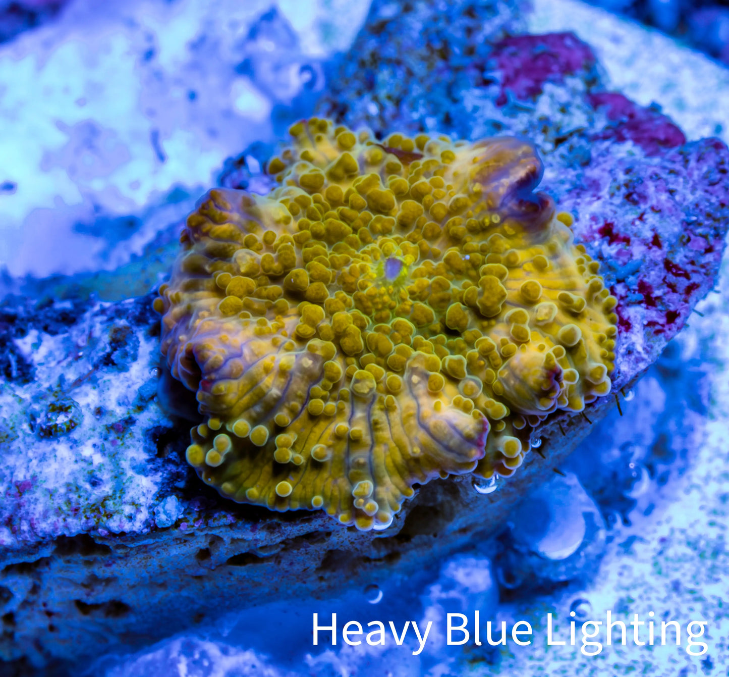 Corellamorph - Golden Nebula 🌟 Morph Coral 1.5cm WYSIWYG A2R1B1 Corellamorph - Golden Nebula 🌟 Morph Coral 1.5cm WYSIWYG A2R1B1 Animals & Pet Supplies Corellamorph - Golden Nebula 🌟 Morph Coral 1.5cm WYSIWYG A2R1B1 Zeo Box Reef