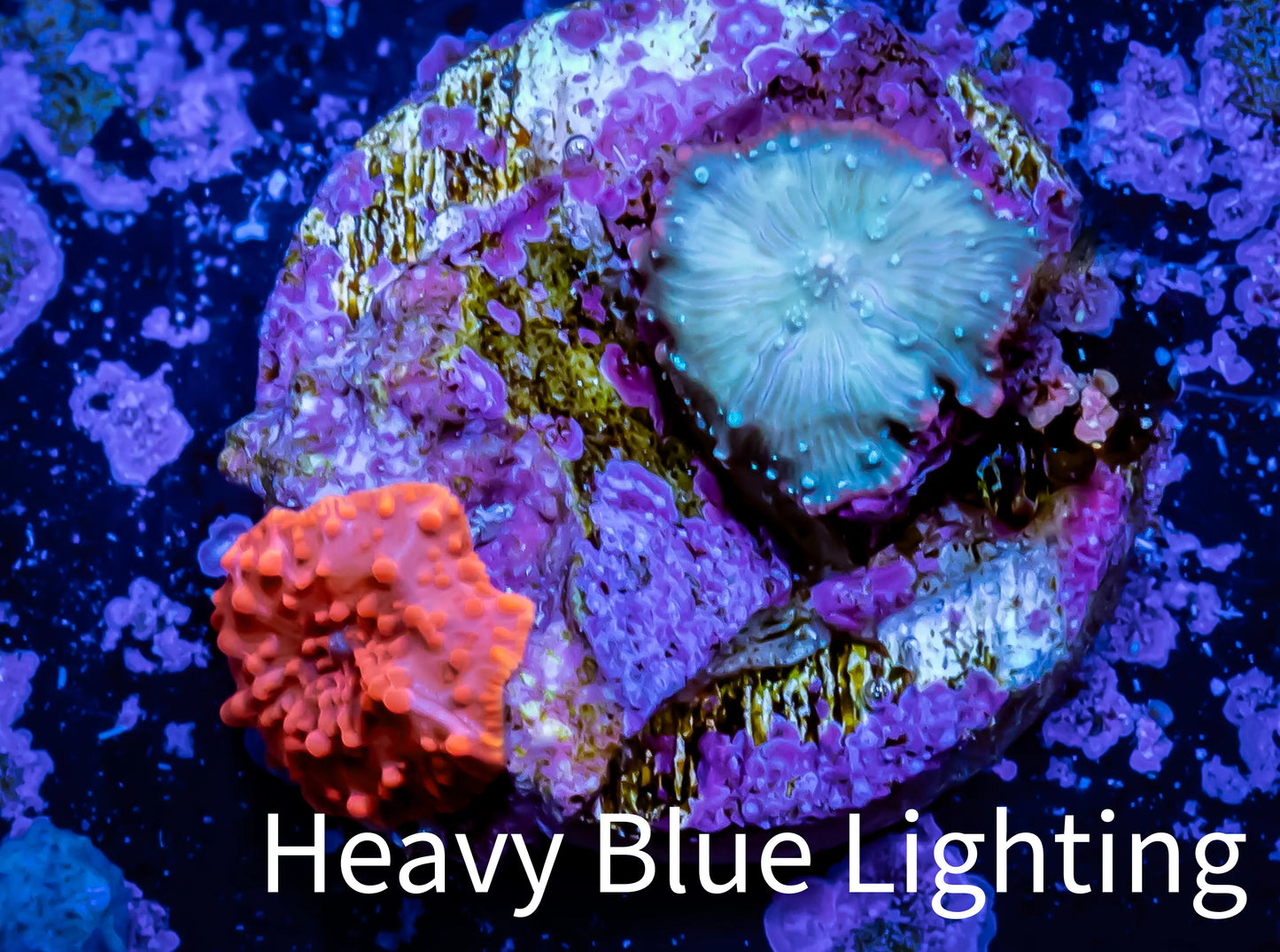 Corellamorph - Morph Coral WYSIWYG F5R1B2 Frag Plug size 1.7cm Corellamorph - Morph Coral WYSIWYG F5R1B2 Frag Plug size 1.7cm Animals & Pet Supplies Corellamorph - Morph Coral WYSIWYG F5R1B2 Frag Plug size 1.7cm Zeo Box Reef