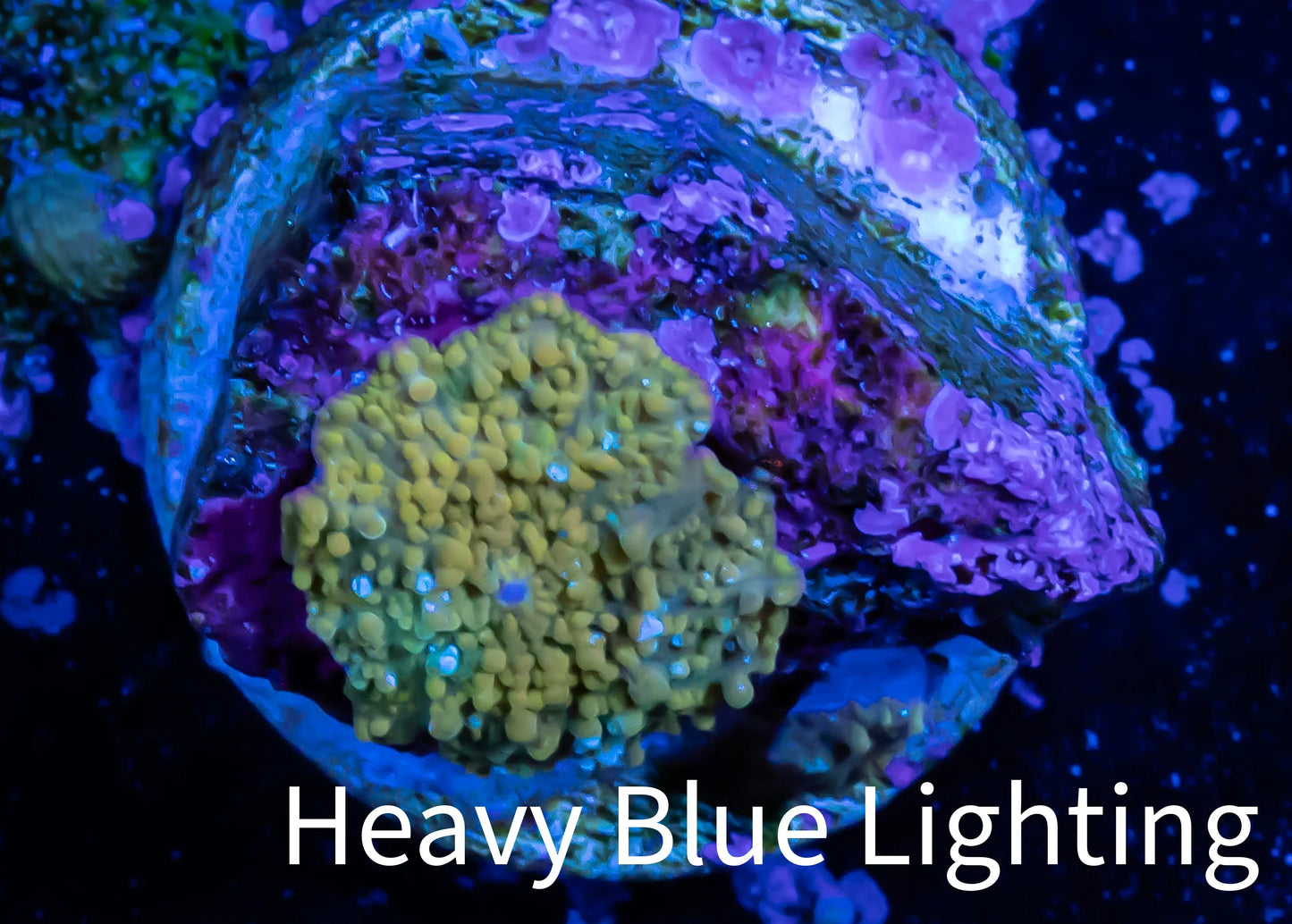 Corellamorph - Morph Coral WYSIWYG G1R1B2 0.5cm Corellamorph - Morph Coral WYSIWYG G1R1B2 0.5cm Animals & Pet Supplies Corellamorph - Morph Coral WYSIWYG G1R1B2 0.5cm Zeo Box Reef