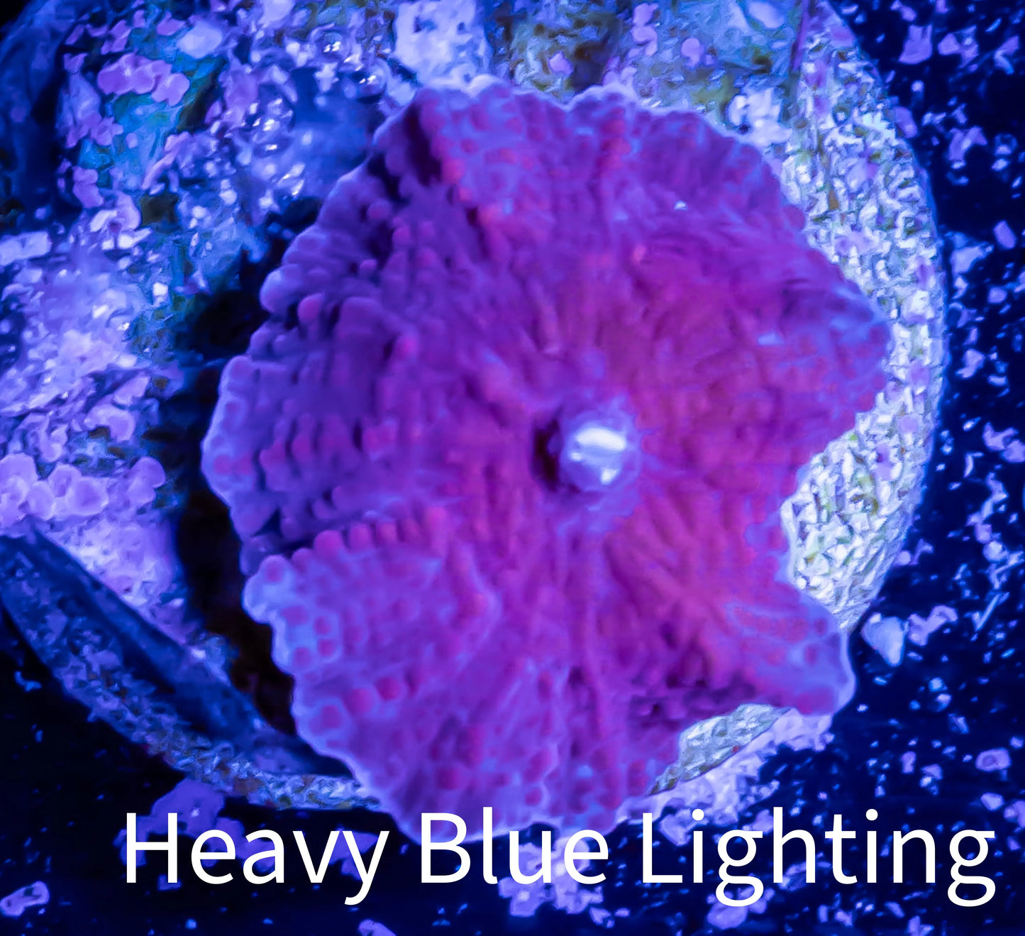 Corellamorph - Purple Morph Coral WYSIWYG 1cm F3R1B2 Corellamorph - Purple Morph Coral WYSIWYG 1cm F3R1B2 Animals & Pet Supplies Corellamorph - Purple Morph Coral WYSIWYG 1cm F3R1B2 Zeo Box Reef