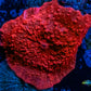 Corellamorph - Red Morph Coral WYSIWYG 1.5cm Corellamorph - Red Morph Coral WYSIWYG 1.5cm Animals & Pet Supplies Corellamorph - Red Morph Coral WYSIWYG 1.5cm Zeo Box Reef