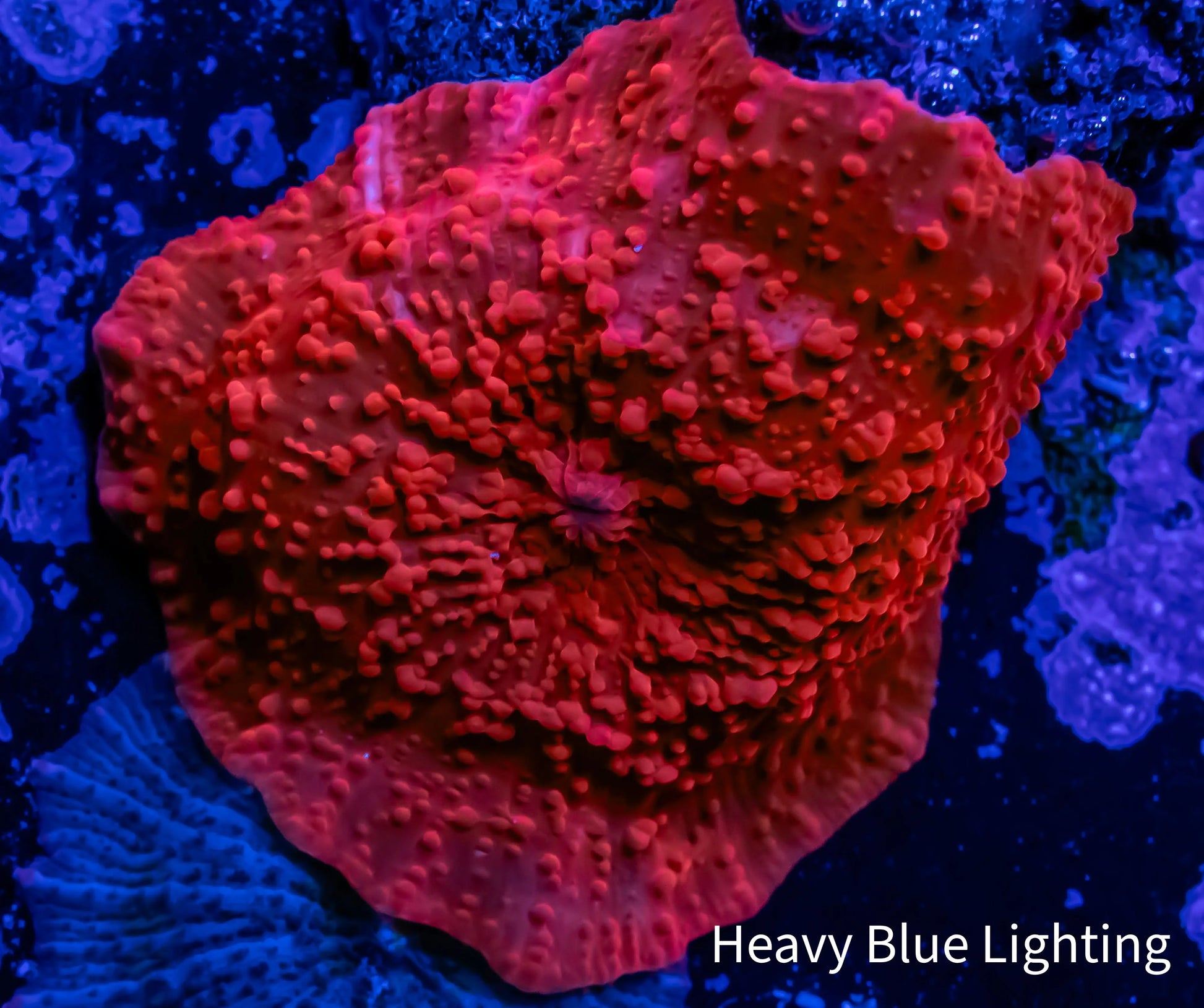 Corellamorph - Red Morph Coral WYSIWYG 1.5cm Corellamorph - Red Morph Coral WYSIWYG 1.5cm Animals & Pet Supplies Corellamorph - Red Morph Coral WYSIWYG 1.5cm Zeo Box Reef