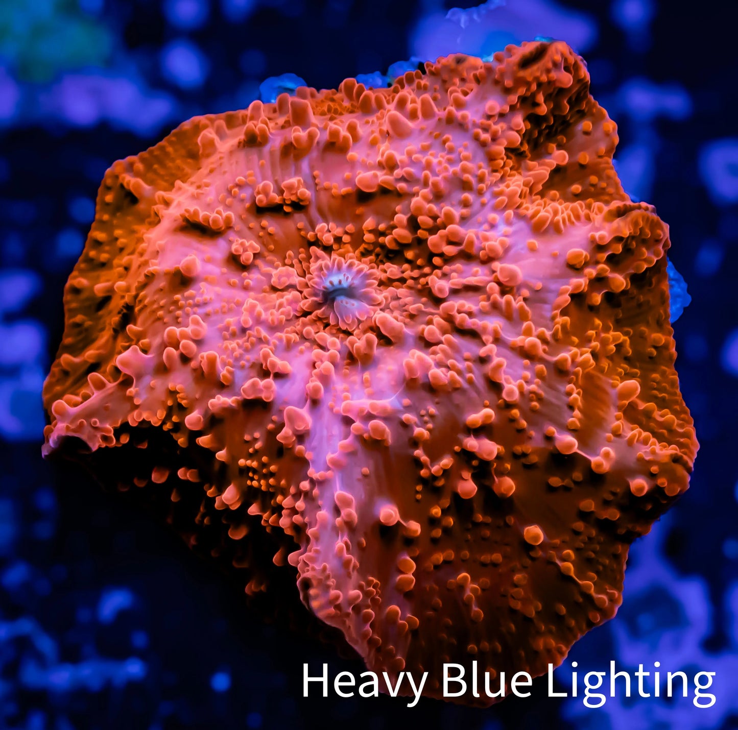 Corellamorph - Red Morph Coral WYSIWYG 2cm Corellamorph - Red Morph Coral WYSIWYG 2cm Animals & Pet Supplies Corellamorph - Red Morph Coral WYSIWYG 2cm Zeo Box Reef