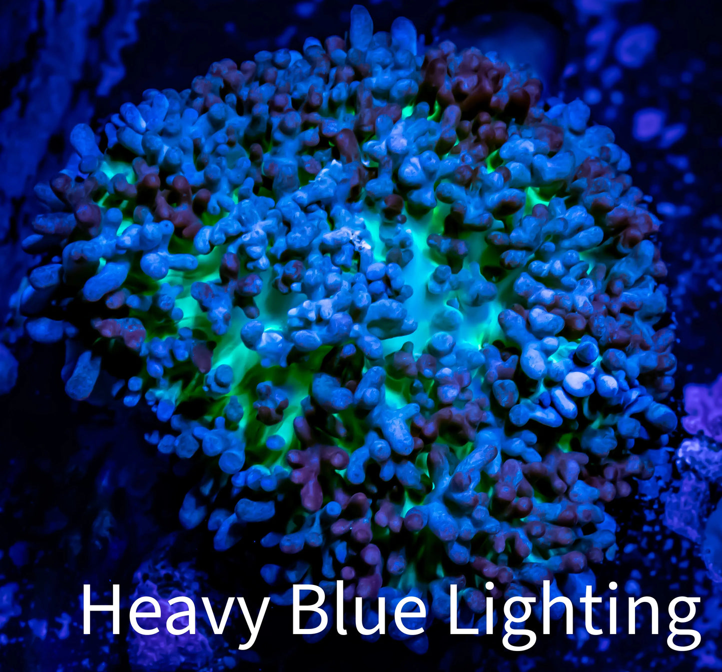 Corellamorph - Ultra Fluffy Morph Coral WYSIWYG 4cm D1r1b2 Corellamorph - Ultra Fluffy Morph Coral WYSIWYG 4cm D1r1b2 Animals & Pet Supplies Corellamorph - Ultra Fluffy Morph Coral WYSIWYG 4cm D1r1b2 Zeo Box Reef
