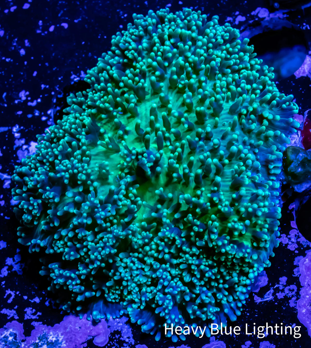 Corellamorph - Ultra Lime Fluffy Morph Coral WYSIWYG 4cm Corellamorph - Ultra Lime Fluffy Morph Coral WYSIWYG 4cm Animals & Pet Supplies Corellamorph - Ultra Lime Fluffy Morph Coral WYSIWYG 4cm Zeo Box Reef