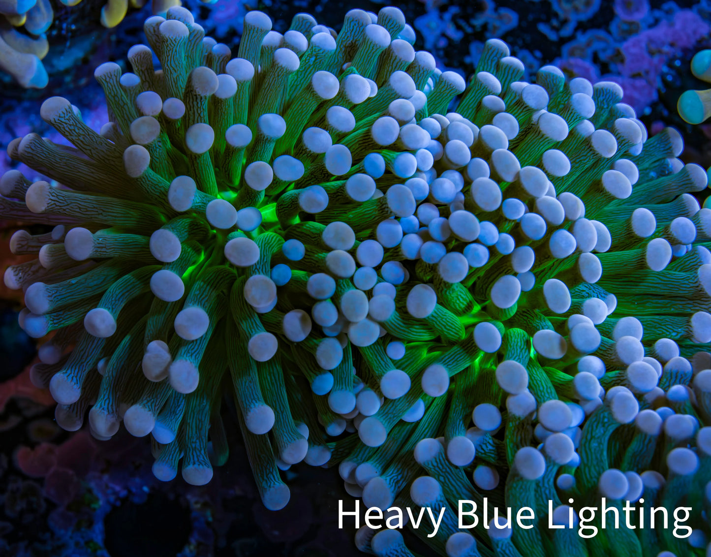 Cotton Candy🍭 Torch Coral 6cm WYSIWYG E7B1 Cotton Candy🍭 Torch Coral 6cm WYSIWYG E7B1 LPS Cotton Candy🍭 Torch Coral 6cm WYSIWYG E7B1 Zeo Box Reef
