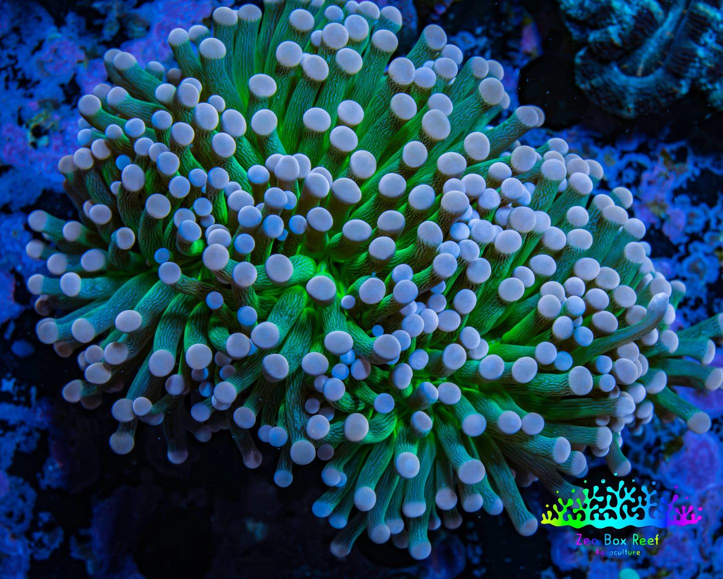 Cotton Candy🍭 Torch Coral 6cm WYSIWYG E8R1B1 Cotton Candy🍭 Torch Coral 6cm WYSIWYG E8R1B1 LPS Cotton Candy🍭 Torch Coral 6cm WYSIWYG E8R1B1 Zeo Box Reef