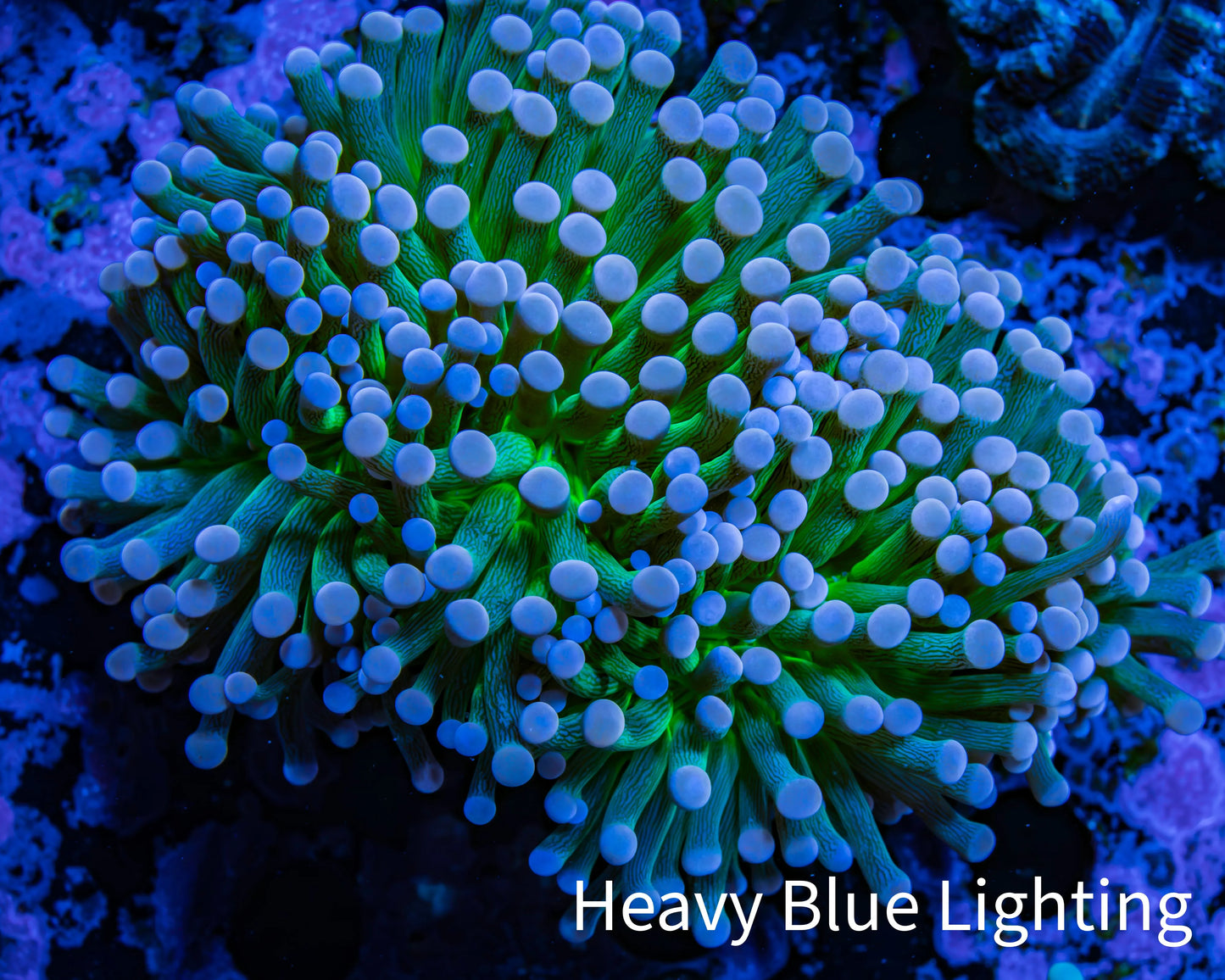 Cotton Candy🍭 Torch Coral 6cm WYSIWYG E8R1B1 Cotton Candy🍭 Torch Coral 6cm WYSIWYG E8R1B1 LPS Cotton Candy🍭 Torch Coral 6cm WYSIWYG E8R1B1 Zeo Box Reef