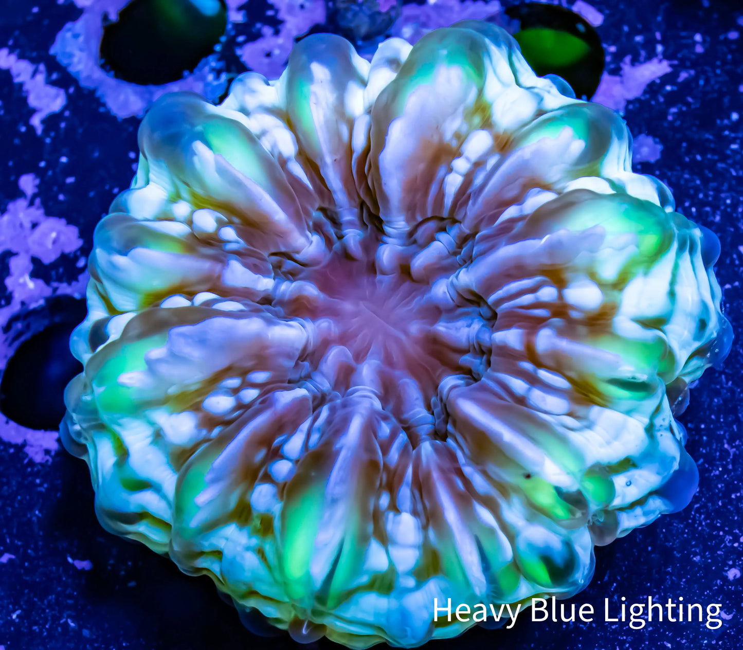 Cynarina Coral - 5cm WYSIWYG Cynarina Coral - 5cm WYSIWYG Cynarina Coral - 5cm WYSIWYG Zeo Box Reef