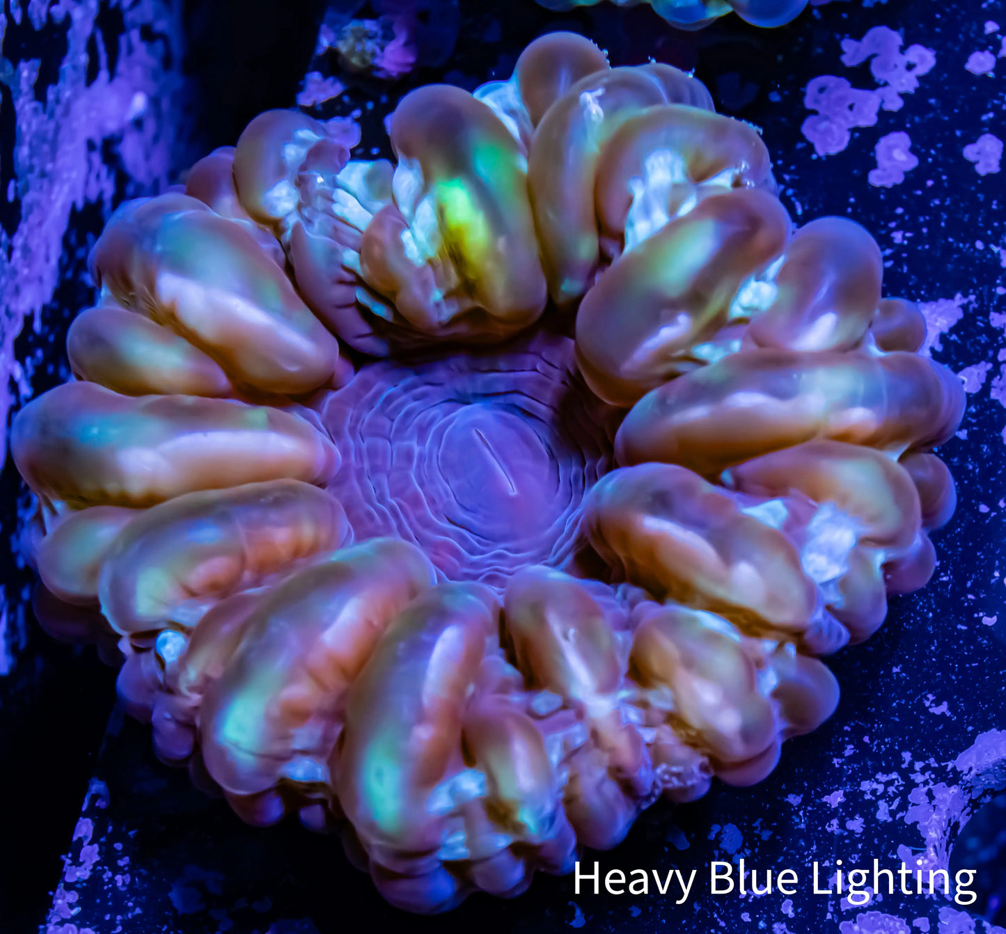 Cynarina Coral - 6cm WYSIWYG Cynarina Coral - 6cm WYSIWYG Cynarina Coral - 6cm WYSIWYG Zeo Box Reef