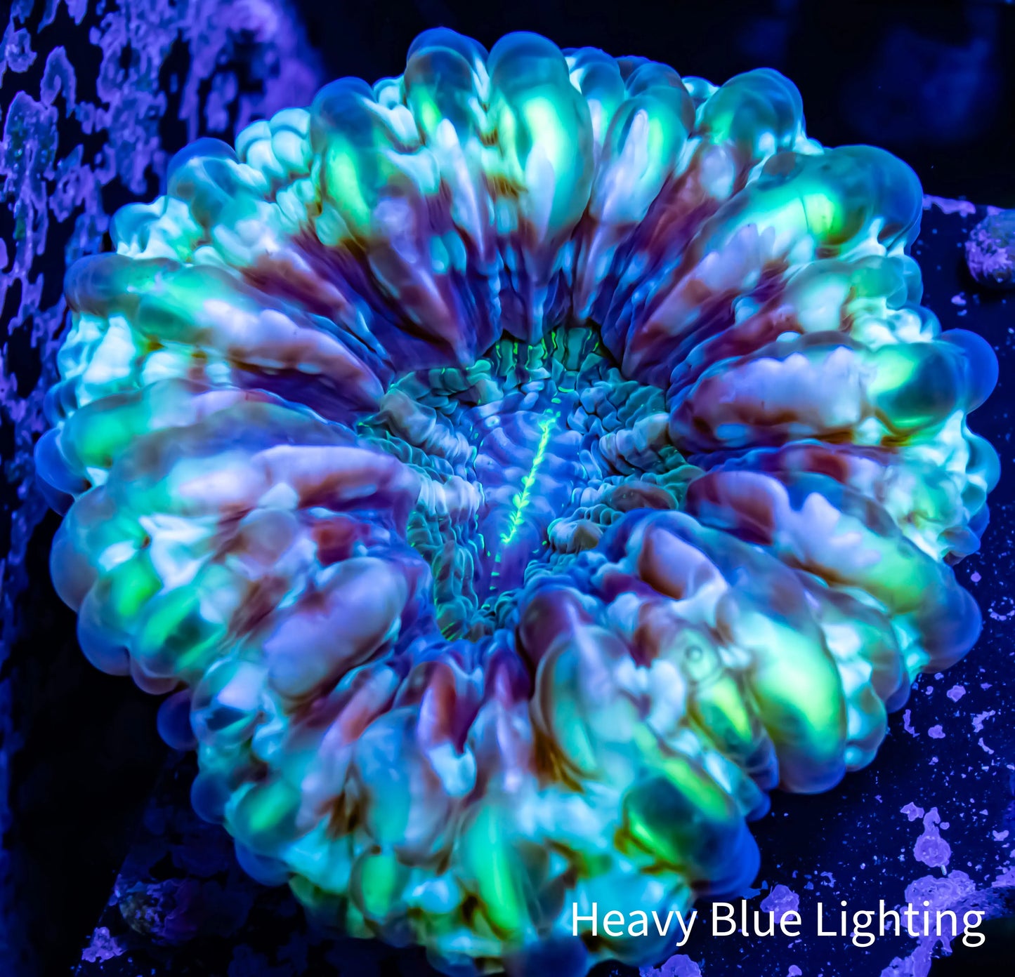 Cynarina Coral - LPS - Cynarina 8cm WYSIWYG Cynarina Coral - LPS - Cynarina 8cm WYSIWYG Cynarina Coral - LPS - Cynarina 8cm WYSIWYG Zeo Box Reef