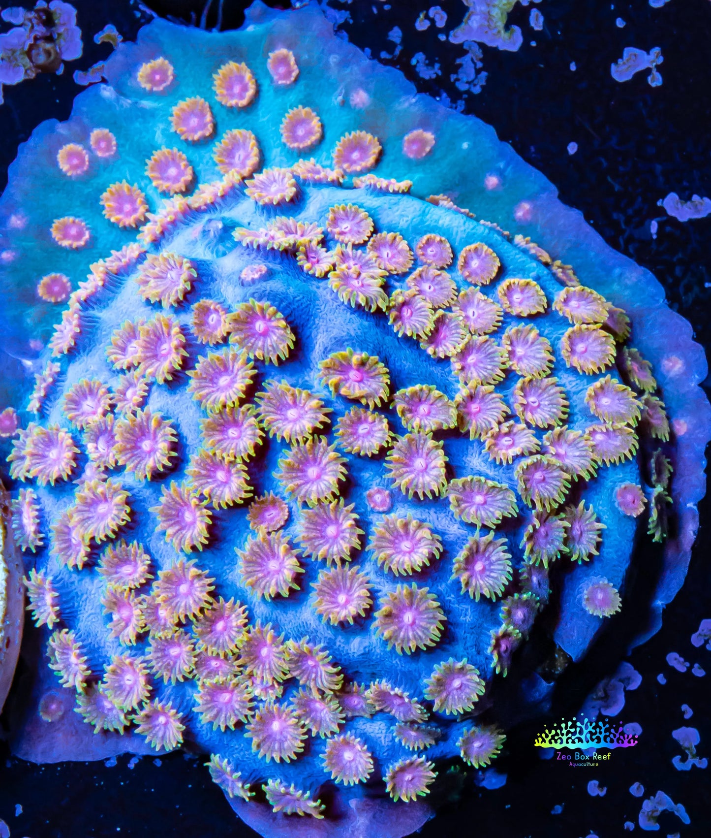 Cyphastrea - Frag WYSIWYG Cyphastrea - Frag WYSIWYG SPS Cyphastrea - Frag WYSIWYG Zeo Box Reef