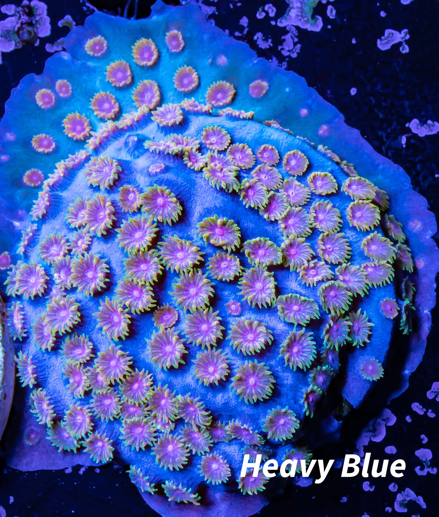 Cyphastrea - Frag WYSIWYG Cyphastrea - Frag WYSIWYG SPS Cyphastrea - Frag WYSIWYG Zeo Box Reef