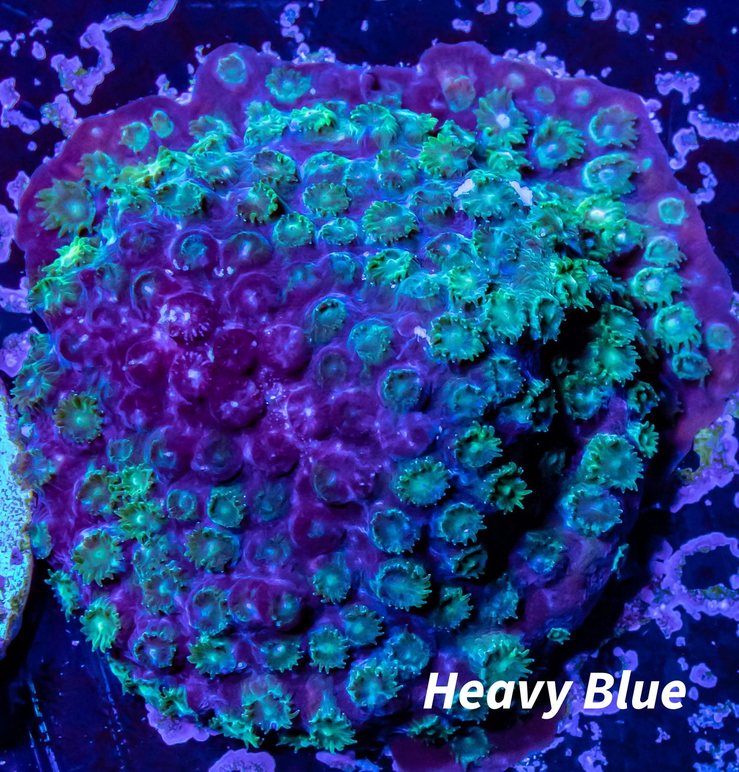 Cyphastrea - Frag WYSIWYG Cyphastrea - Frag WYSIWYG SPS Cyphastrea - Frag WYSIWYG Zeo Box Reef