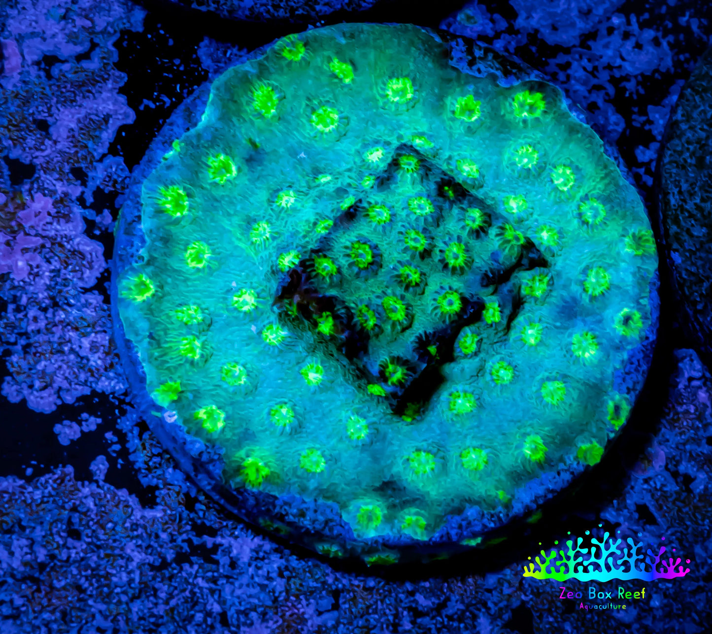 Cyphastrea Coral - Frag WYSIWYG Cyphastrea Coral - Frag WYSIWYG SPS Cyphastrea Coral - Frag WYSIWYG Zeo Box Reef