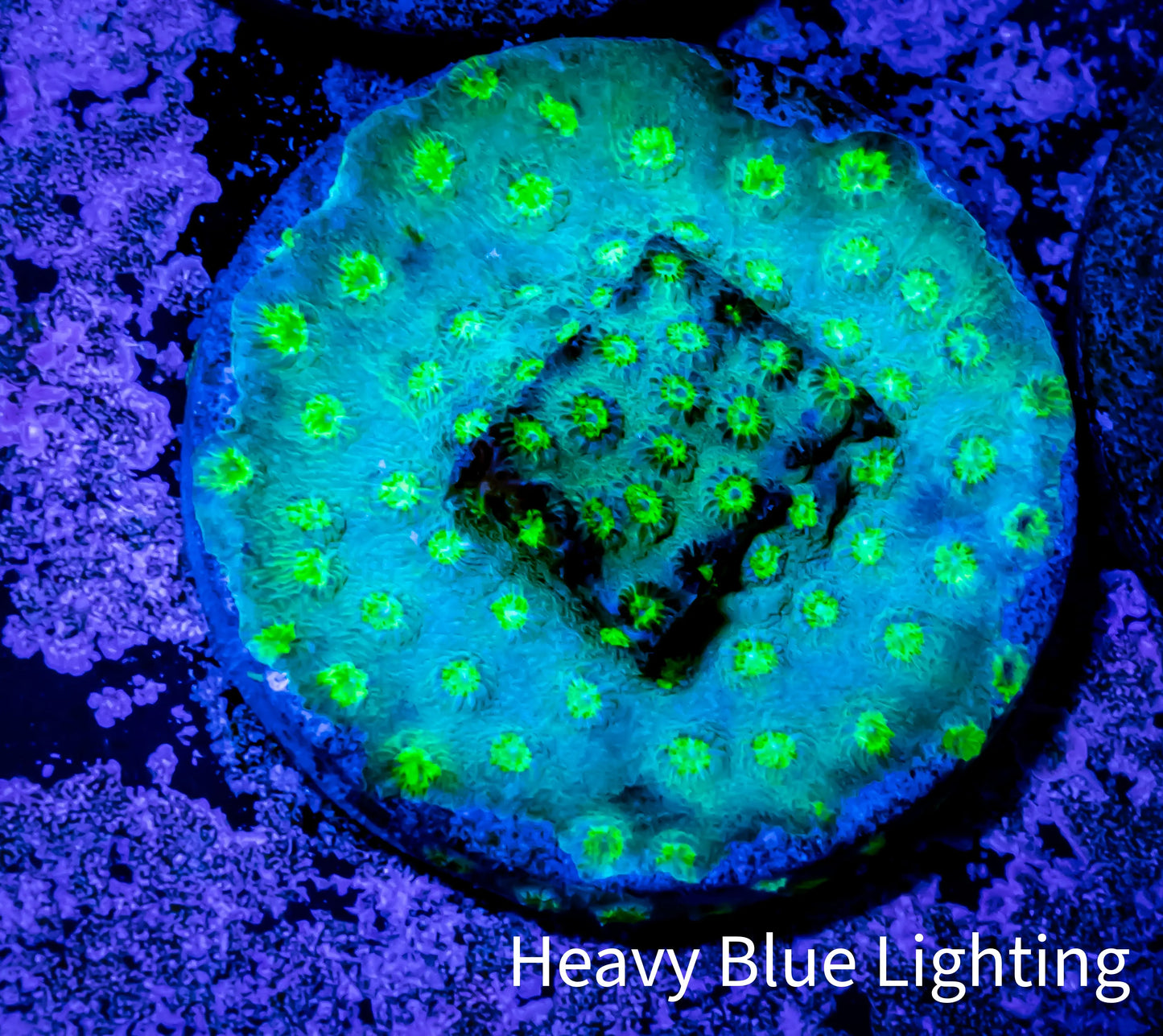 Cyphastrea Coral - Frag WYSIWYG Cyphastrea Coral - Frag WYSIWYG SPS Cyphastrea Coral - Frag WYSIWYG Zeo Box Reef