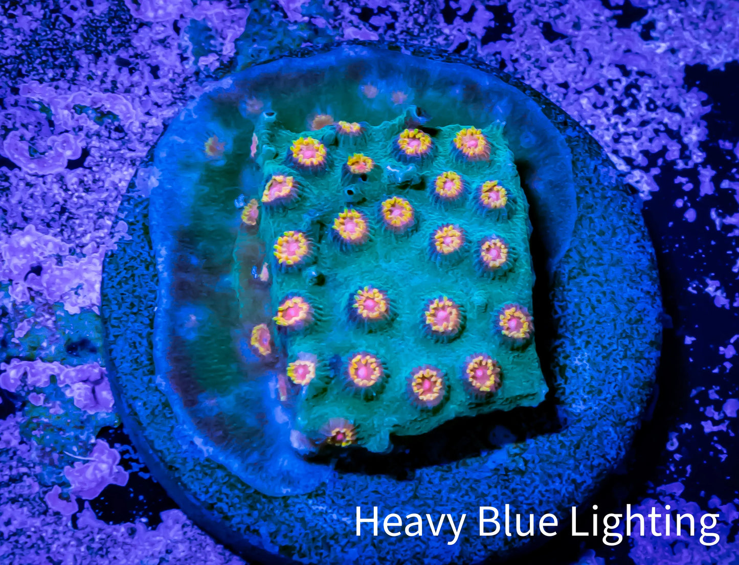 Cyphastrea Coral - Frag WYSIWYG Cyphastrea Coral - Frag WYSIWYG SPS Cyphastrea Coral - Frag WYSIWYG Zeo Box Reef