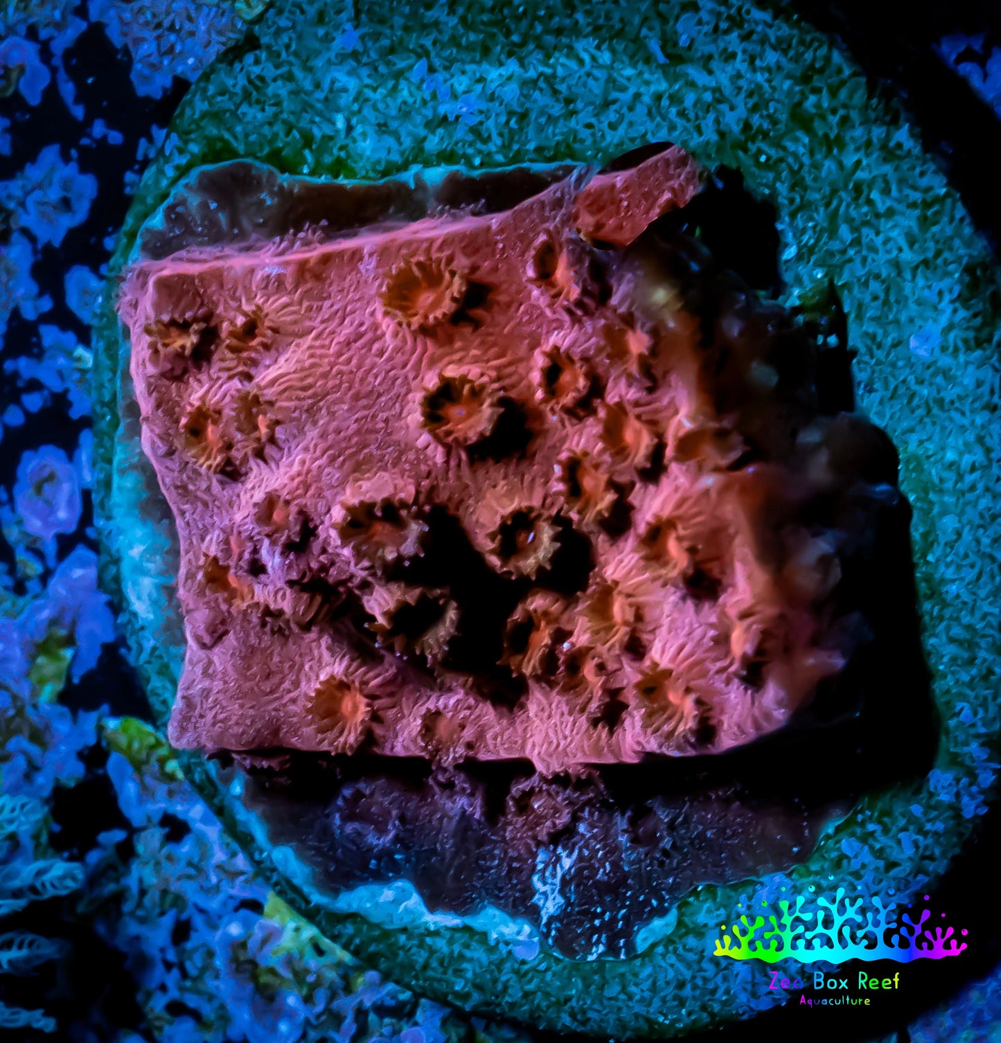 Cyphastrea Coral - Frag WYSIWYG Cyphastrea Coral - Frag WYSIWYG SPS Cyphastrea Coral - Frag WYSIWYG Zeo Box Reef