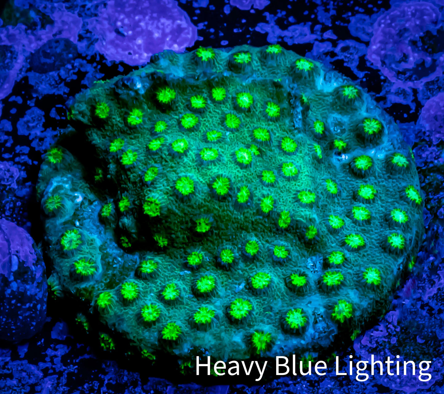 Cyphastrea Coral - Frag WYSIWYG Cyphastrea Coral - Frag WYSIWYG SPS Cyphastrea Coral - Frag WYSIWYG Zeo Box Reef