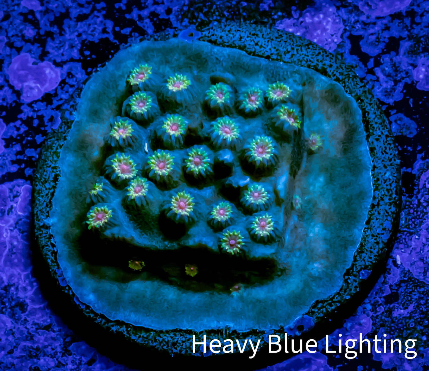 Cyphastrea Coral - Frag WYSIWYG Cyphastrea Coral - Frag WYSIWYG SPS Cyphastrea Coral - Frag WYSIWYG Zeo Box Reef