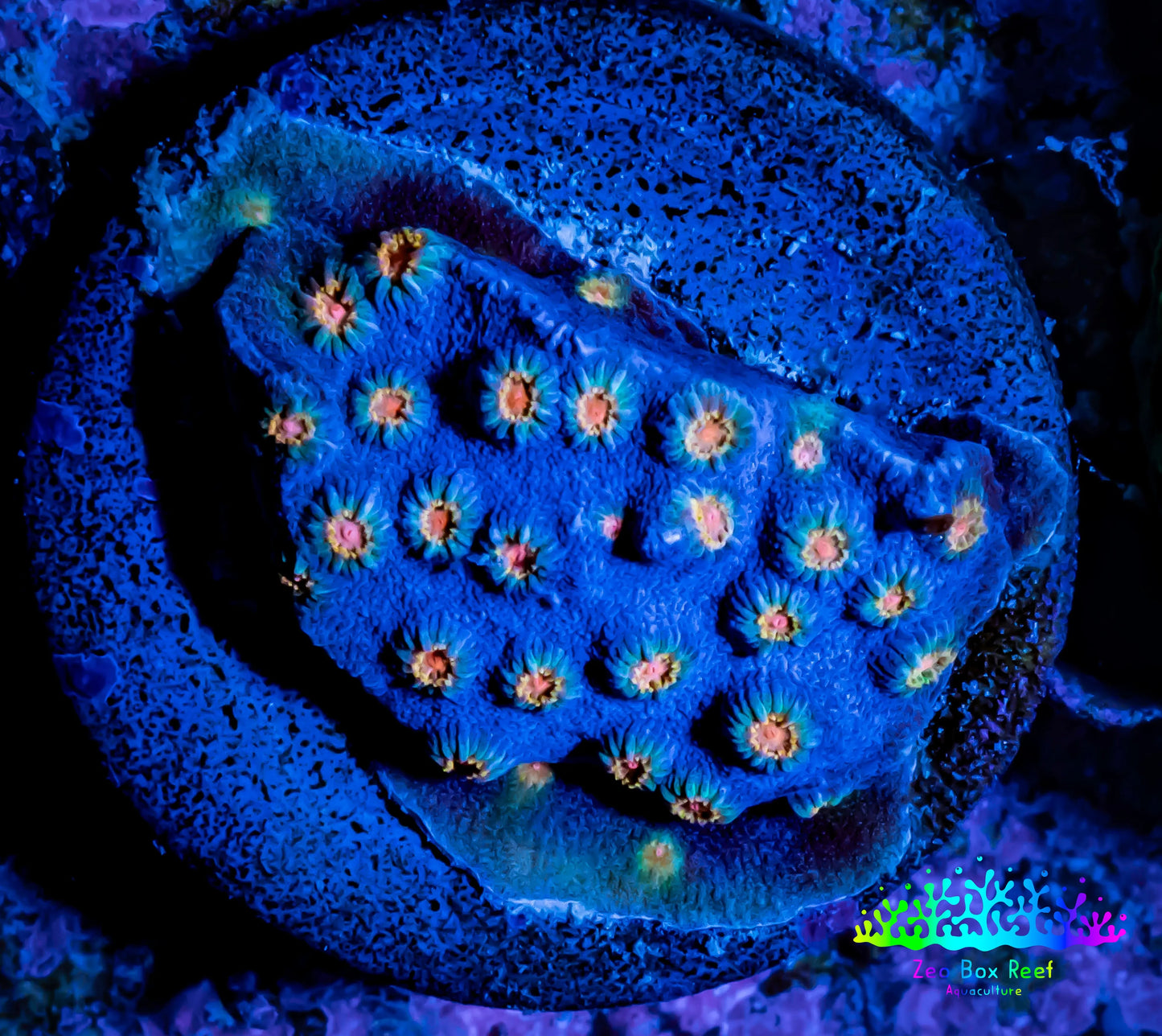 Cyphastrea Coral - Frag WYSIWYG Cyphastrea Coral - Frag WYSIWYG SPS Cyphastrea Coral - Frag WYSIWYG Zeo Box Reef