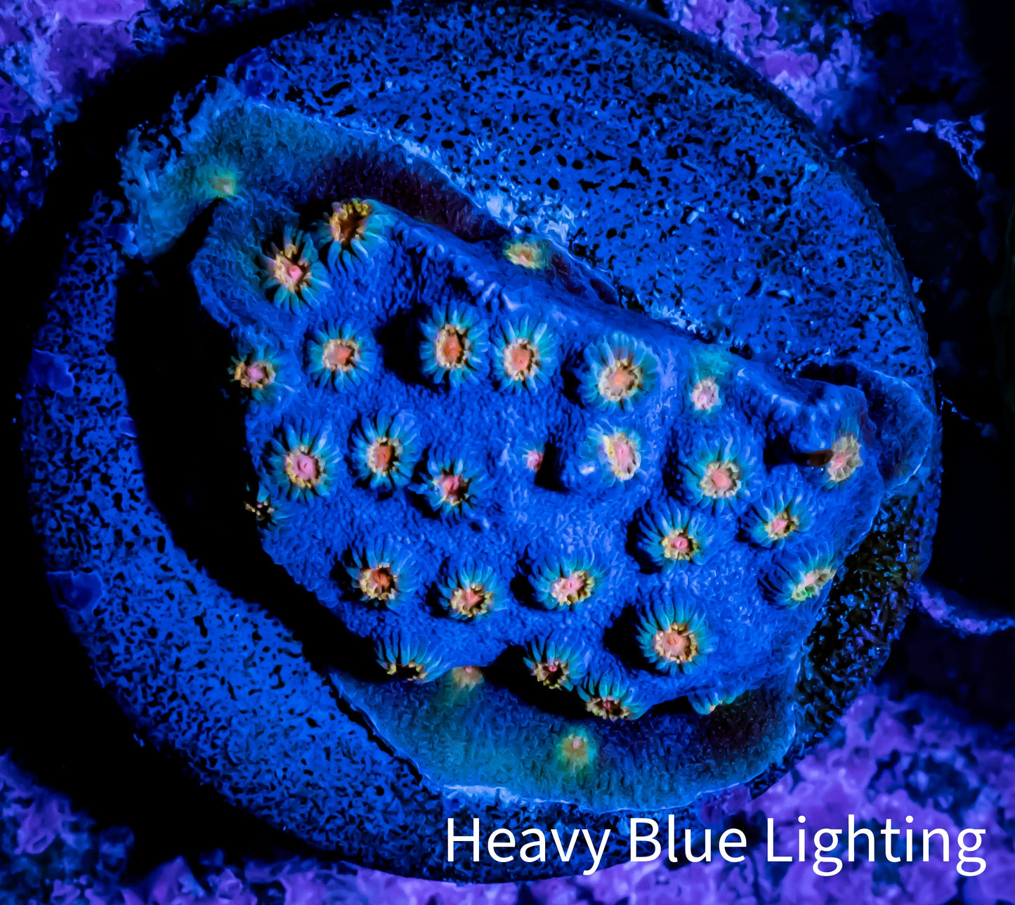 Cyphastrea Coral - Frag WYSIWYG Cyphastrea Coral - Frag WYSIWYG SPS Cyphastrea Coral - Frag WYSIWYG Zeo Box Reef