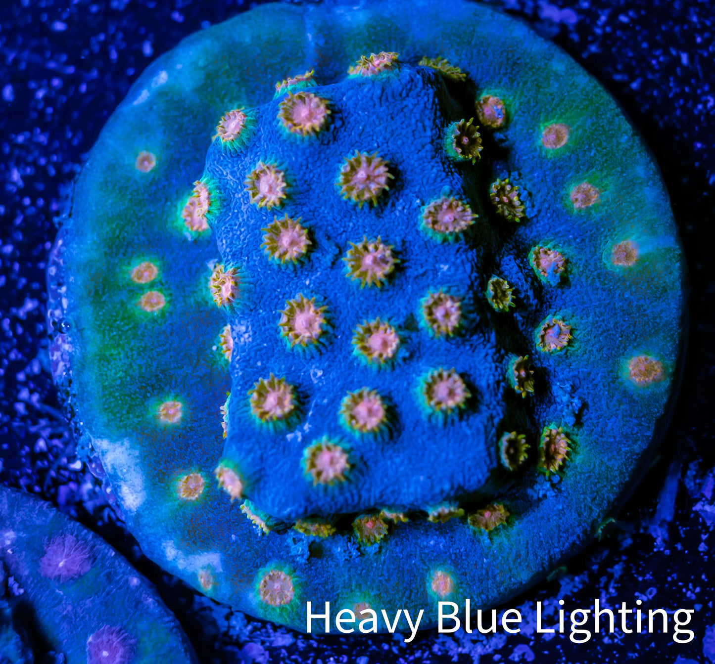 Cyphastrea Coral - Frag WYSIWYG Cyphastrea Coral - Frag WYSIWYG SPS Cyphastrea Coral - Frag WYSIWYG Zeo Box Reef