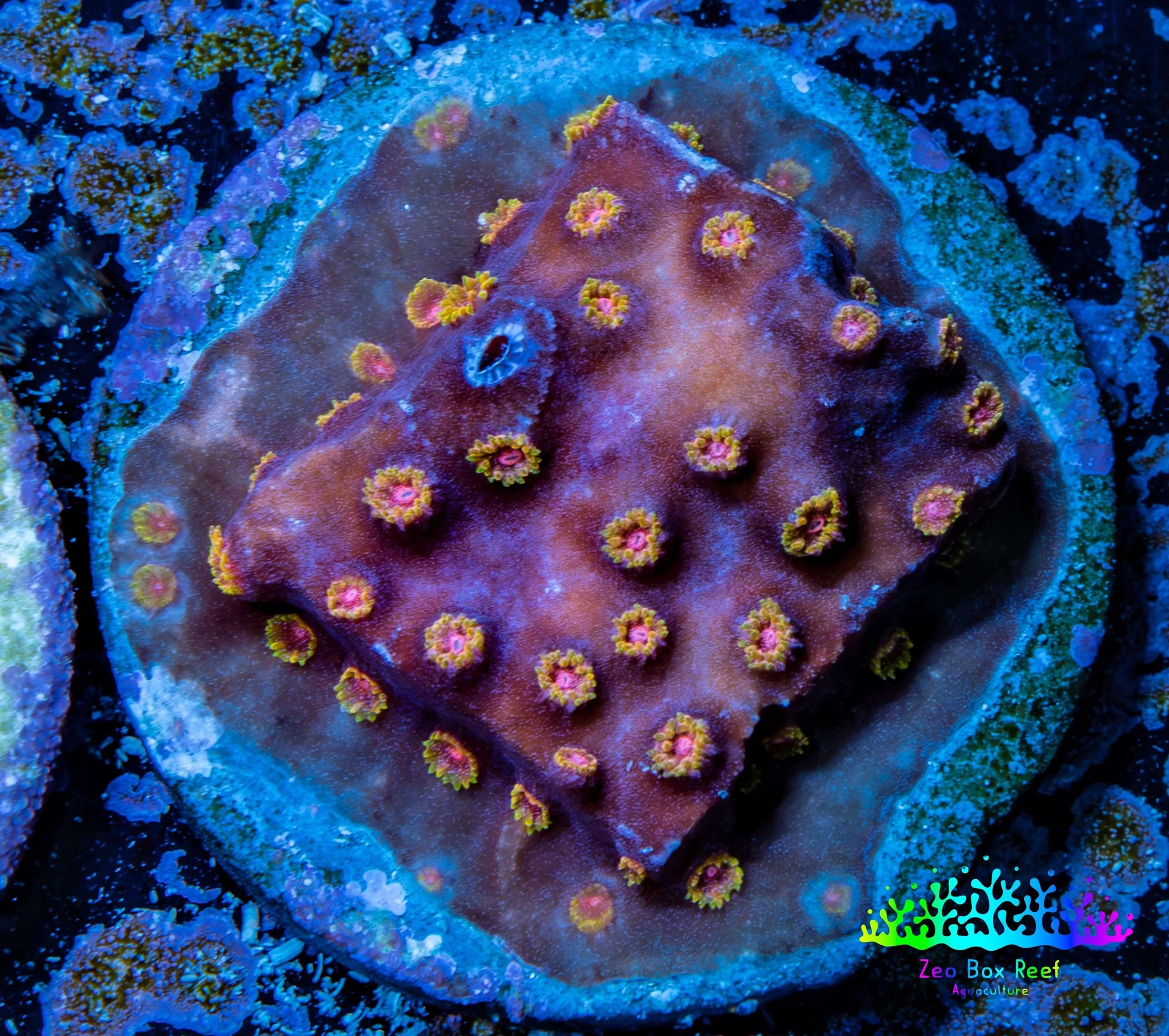 Cyphastrea Coral -  Frag WYSIWYG Cyphastrea Coral -  Frag WYSIWYG SPS Cyphastrea Coral -  Frag WYSIWYG Zeo Box Reef
