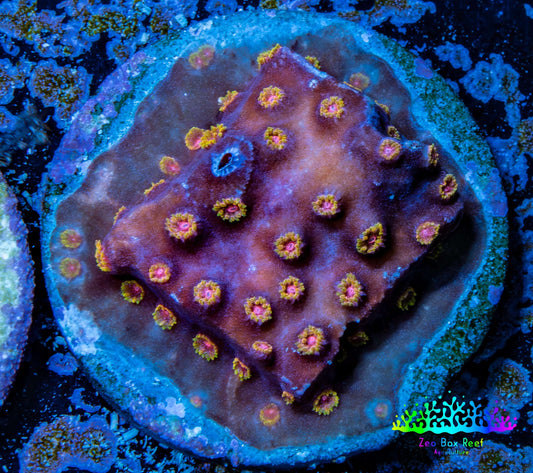 Cyphastrea Coral -  Frag WYSIWYG Cyphastrea Coral -  Frag WYSIWYG SPS Cyphastrea Coral -  Frag WYSIWYG Zeo Box Reef