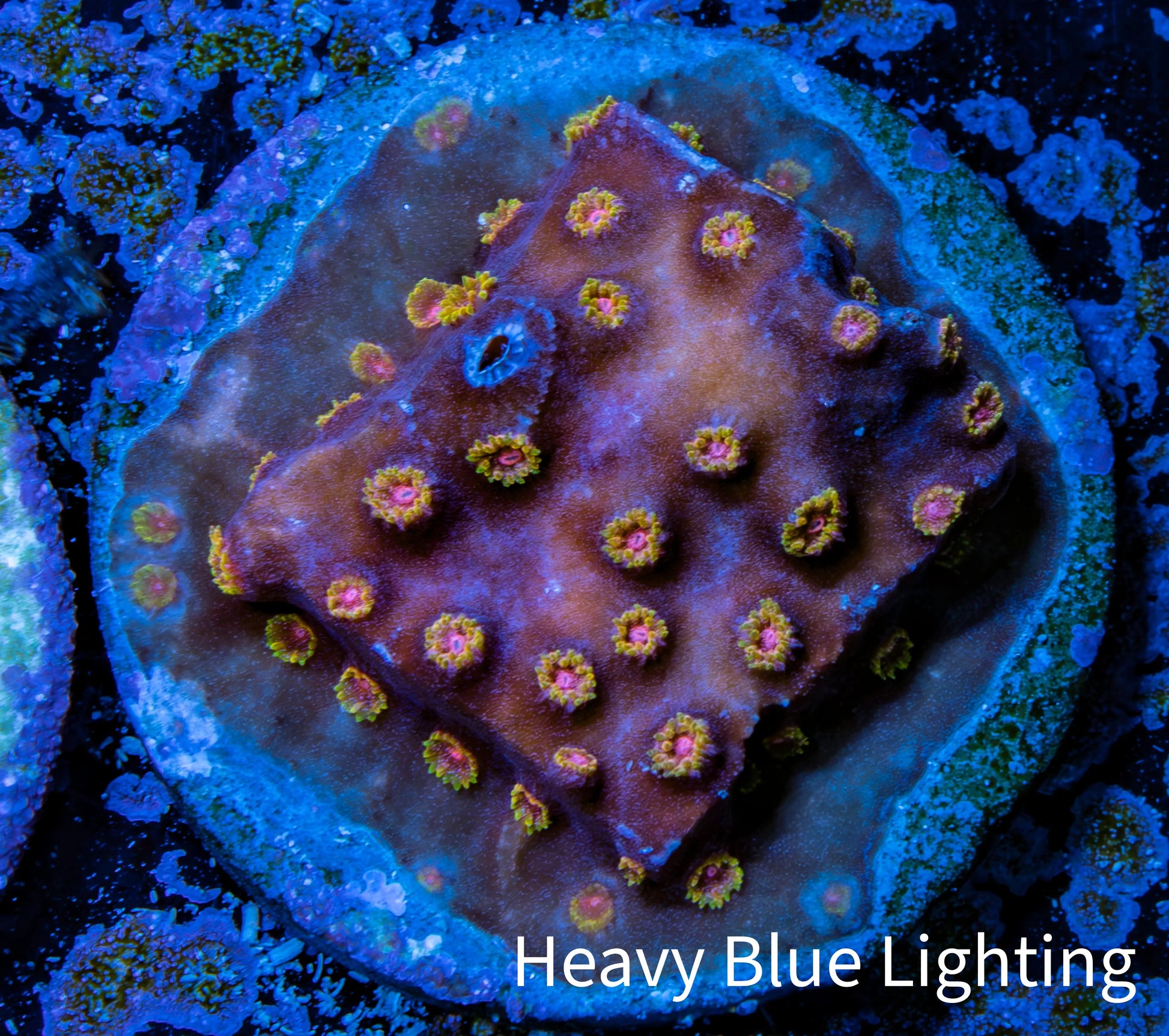 Cyphastrea Coral -  Frag WYSIWYG Cyphastrea Coral -  Frag WYSIWYG SPS Cyphastrea Coral -  Frag WYSIWYG Zeo Box Reef